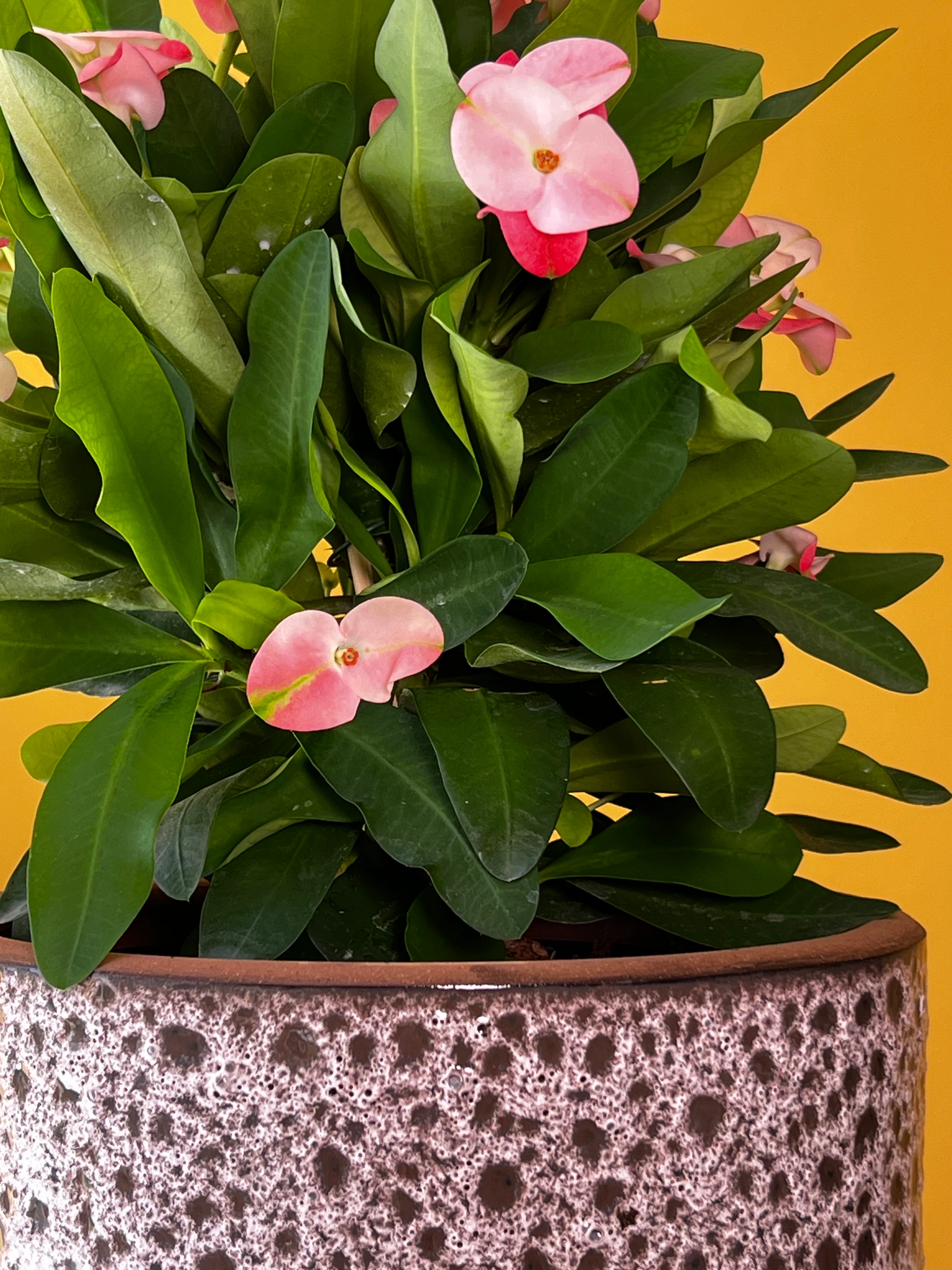 Dikenler Tacı ve Saksı Kombinasyonları