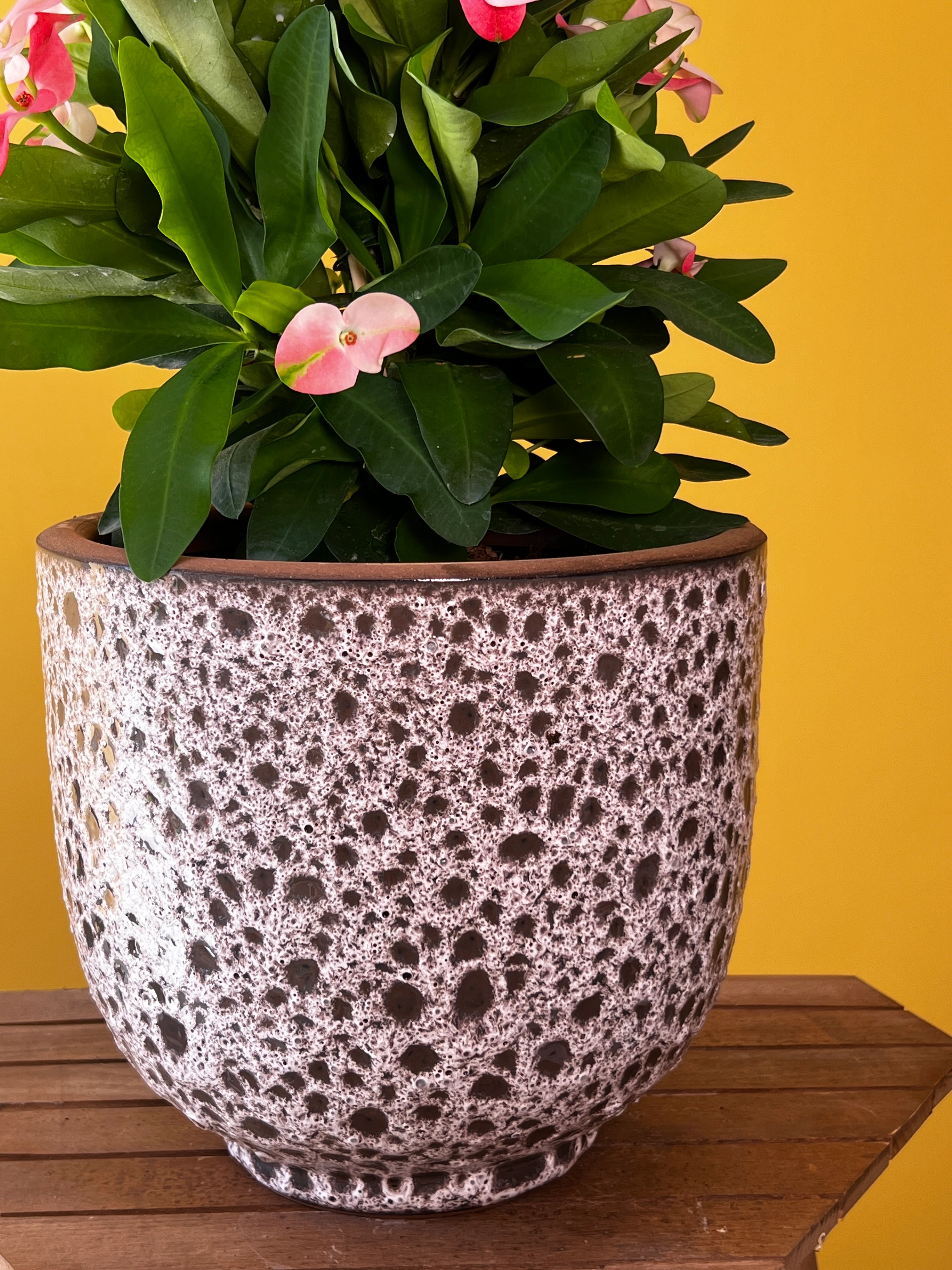 Dikenler Tacı ve Saksı Kombinasyonları