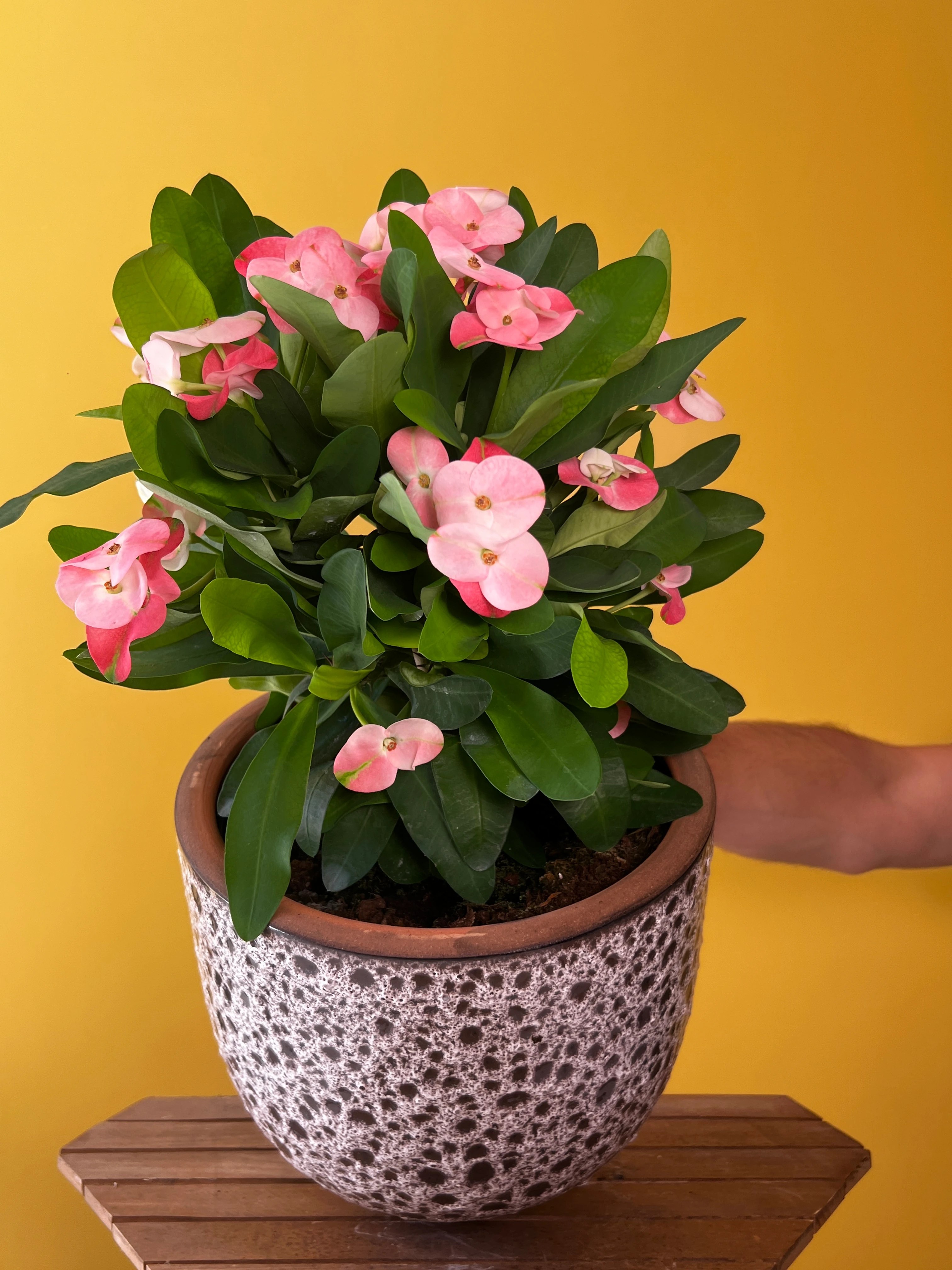 Dikenler Tacı ve Saksı Kombinasyonları