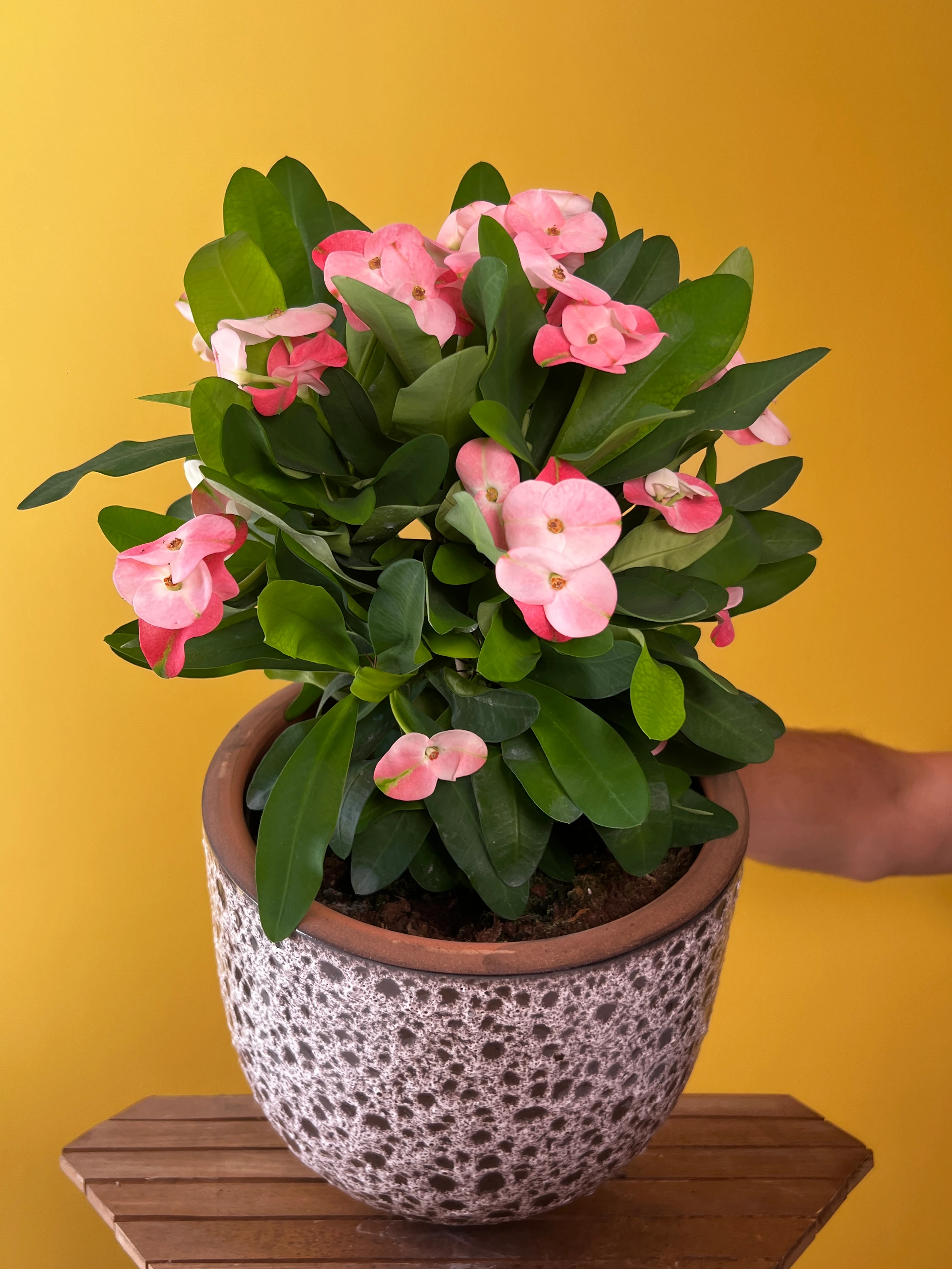 Dikenler Tacı ve Saksı Kombinasyonları