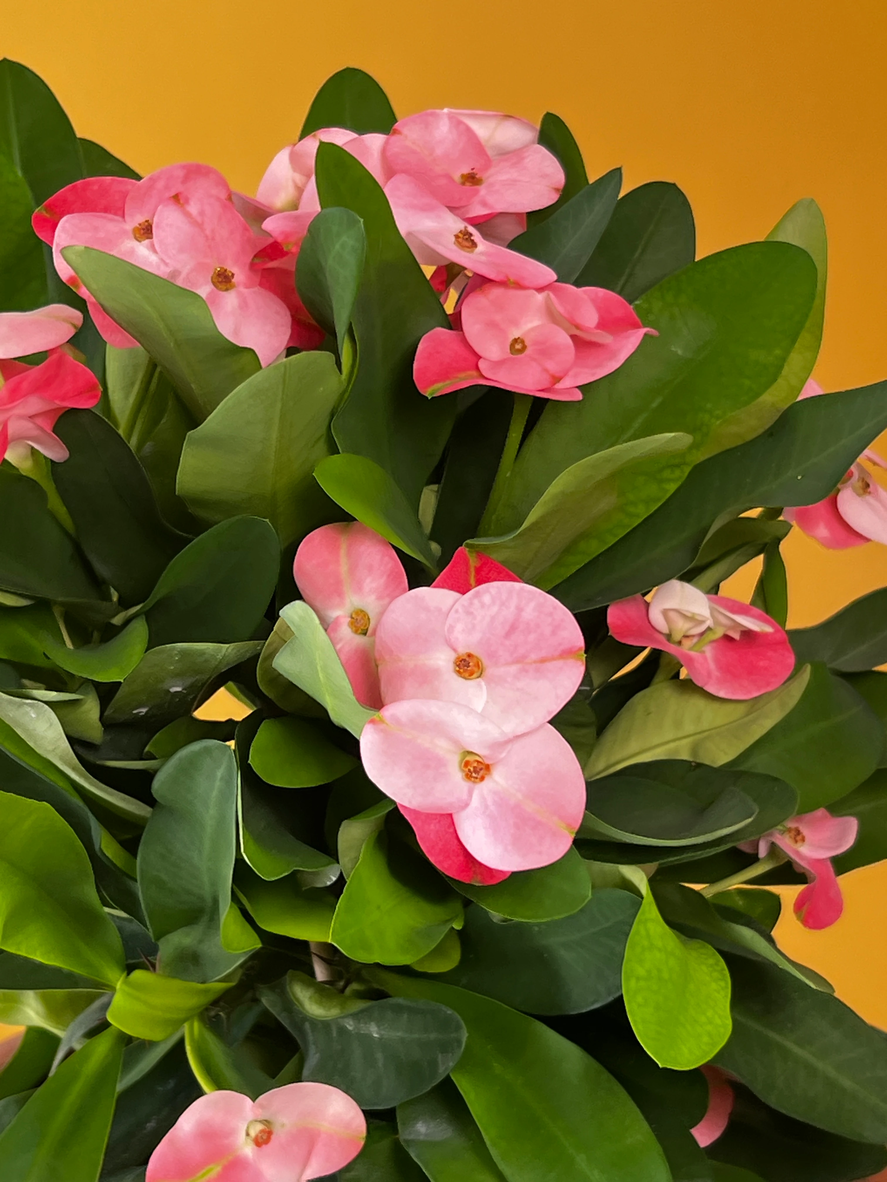 Dikenler Tacı ve Saksı Kombinasyonları