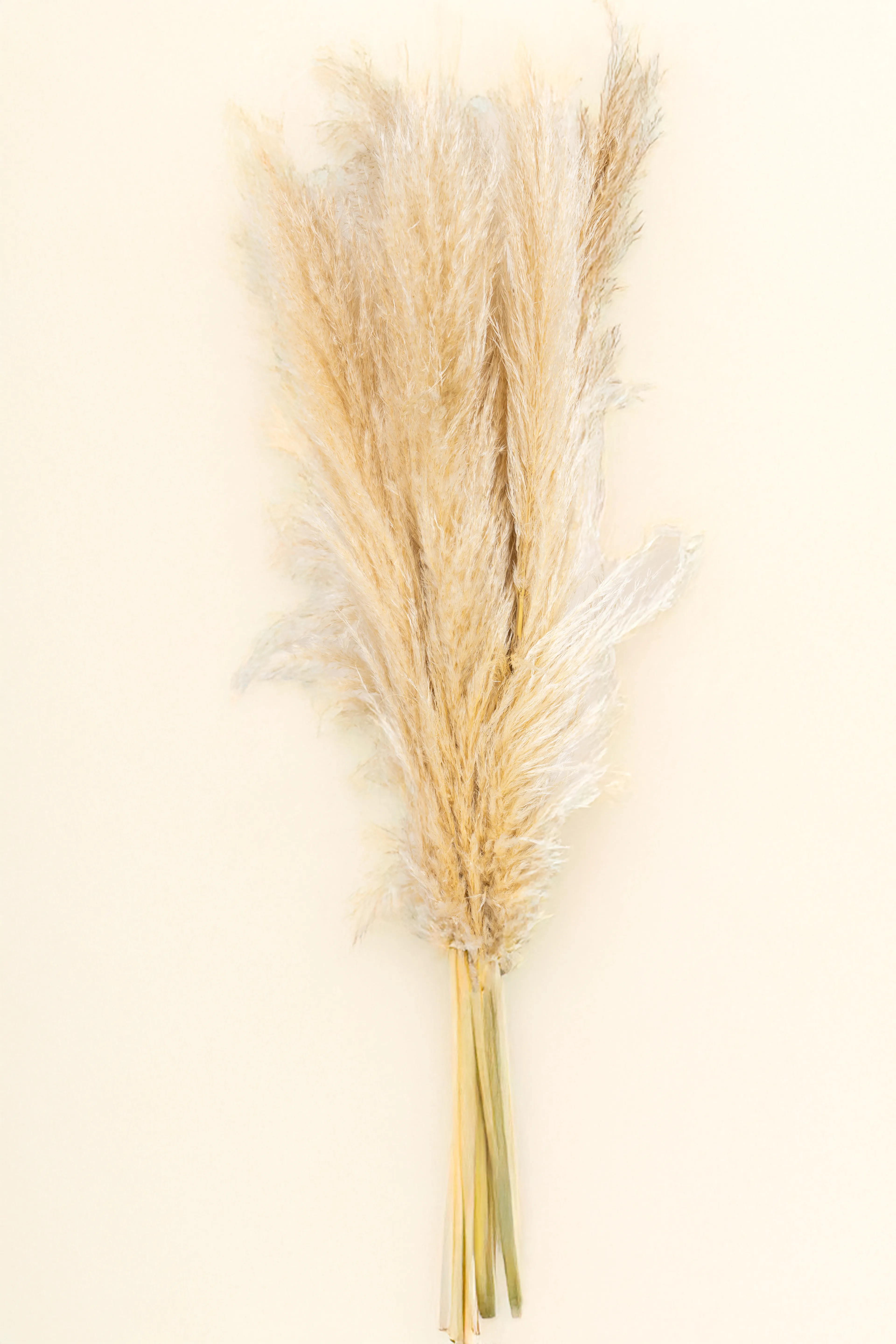 Pampas (Cortaderia selloana) – Doğal ve Şık Dekoratif Bitki