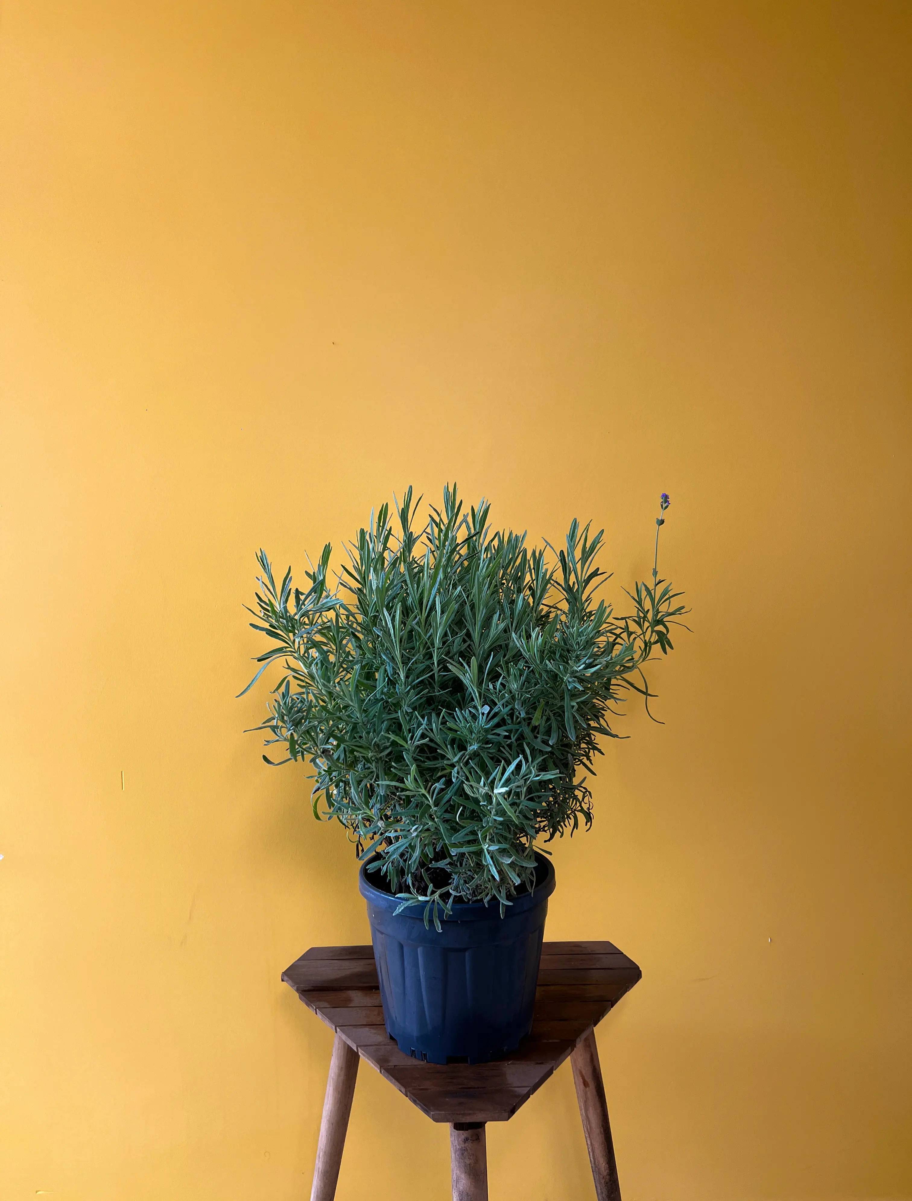 Lavanta (Lavandula angustifolia)