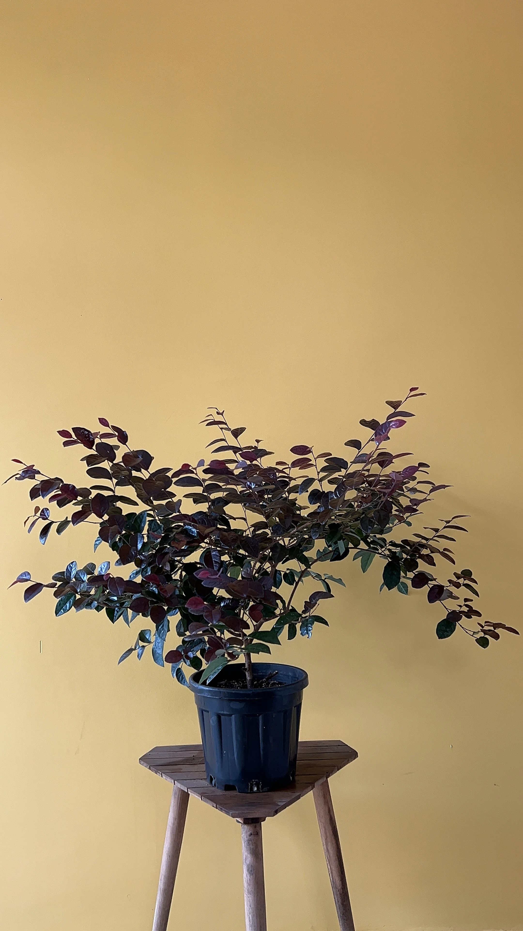 Lora Petalum (Loropetalum chinense)