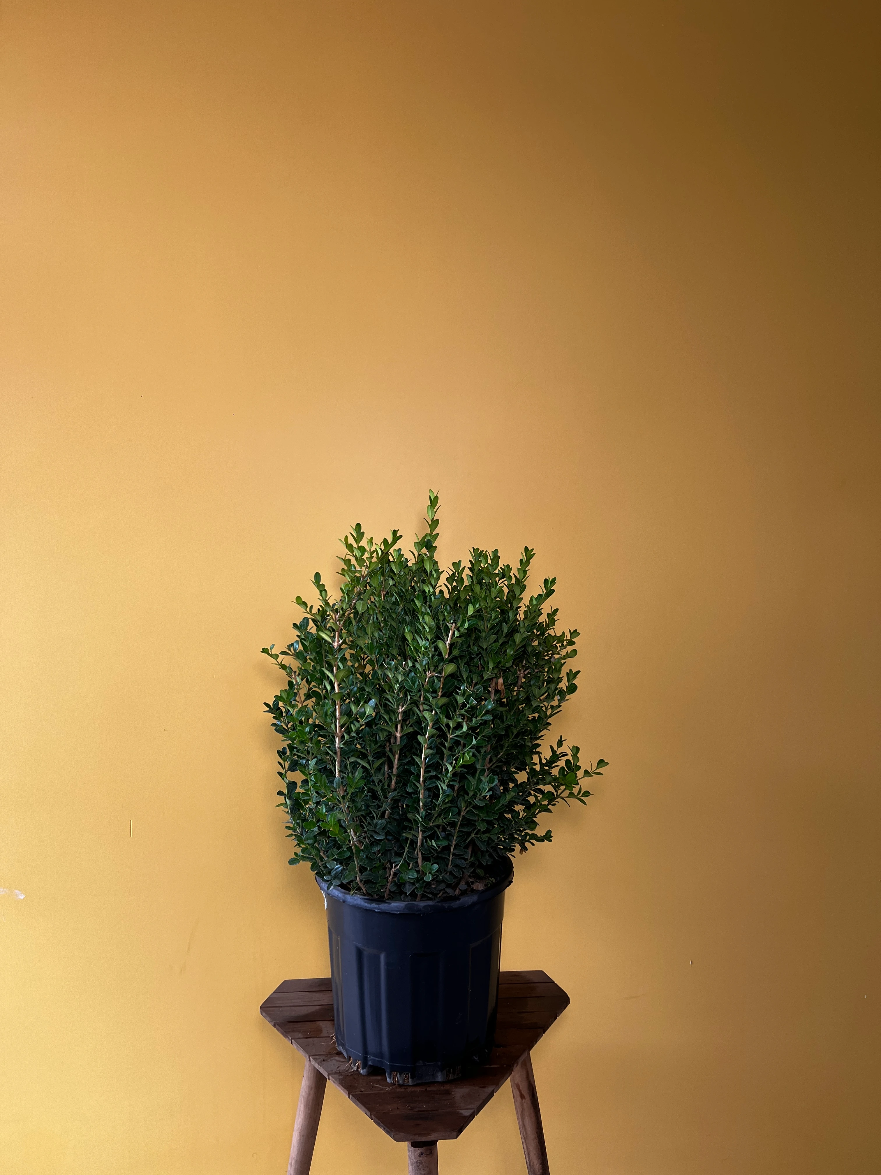 Dev Şimşir (Buxus sempervirens)