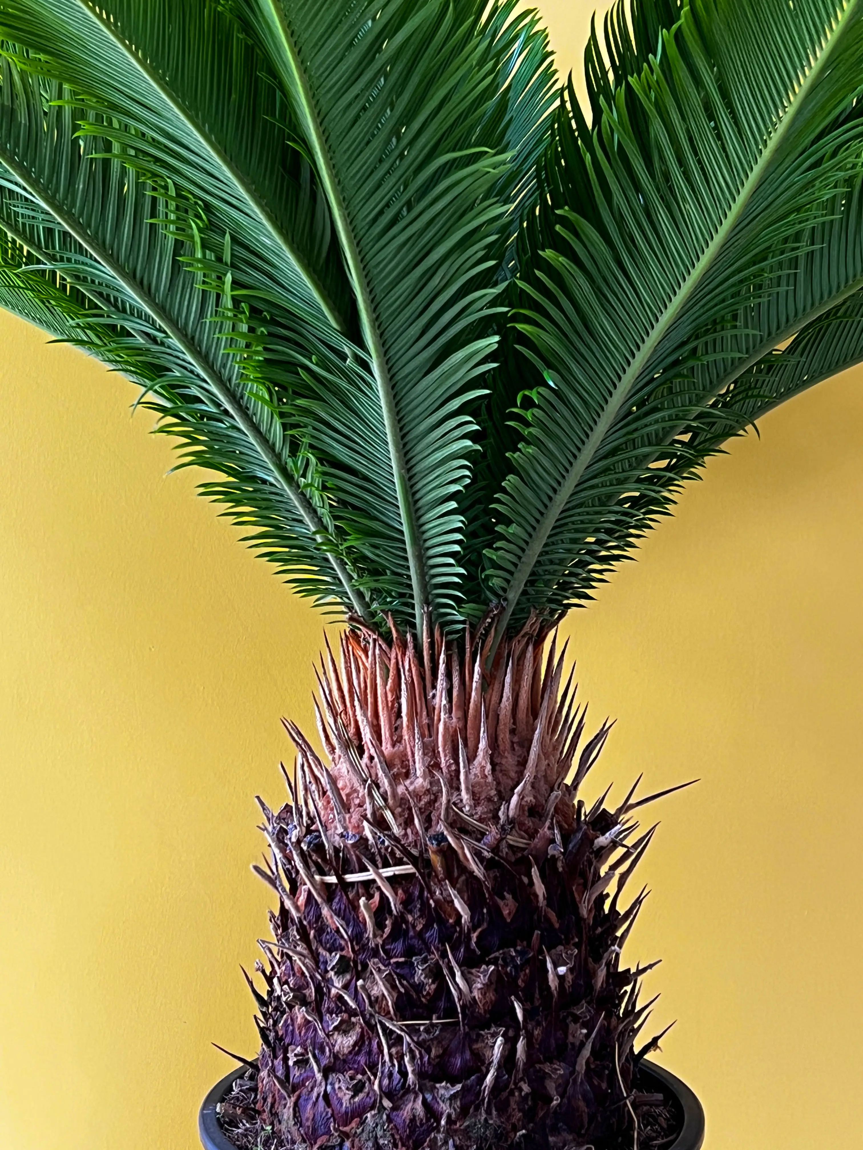 Cycas (Japon Hurması)