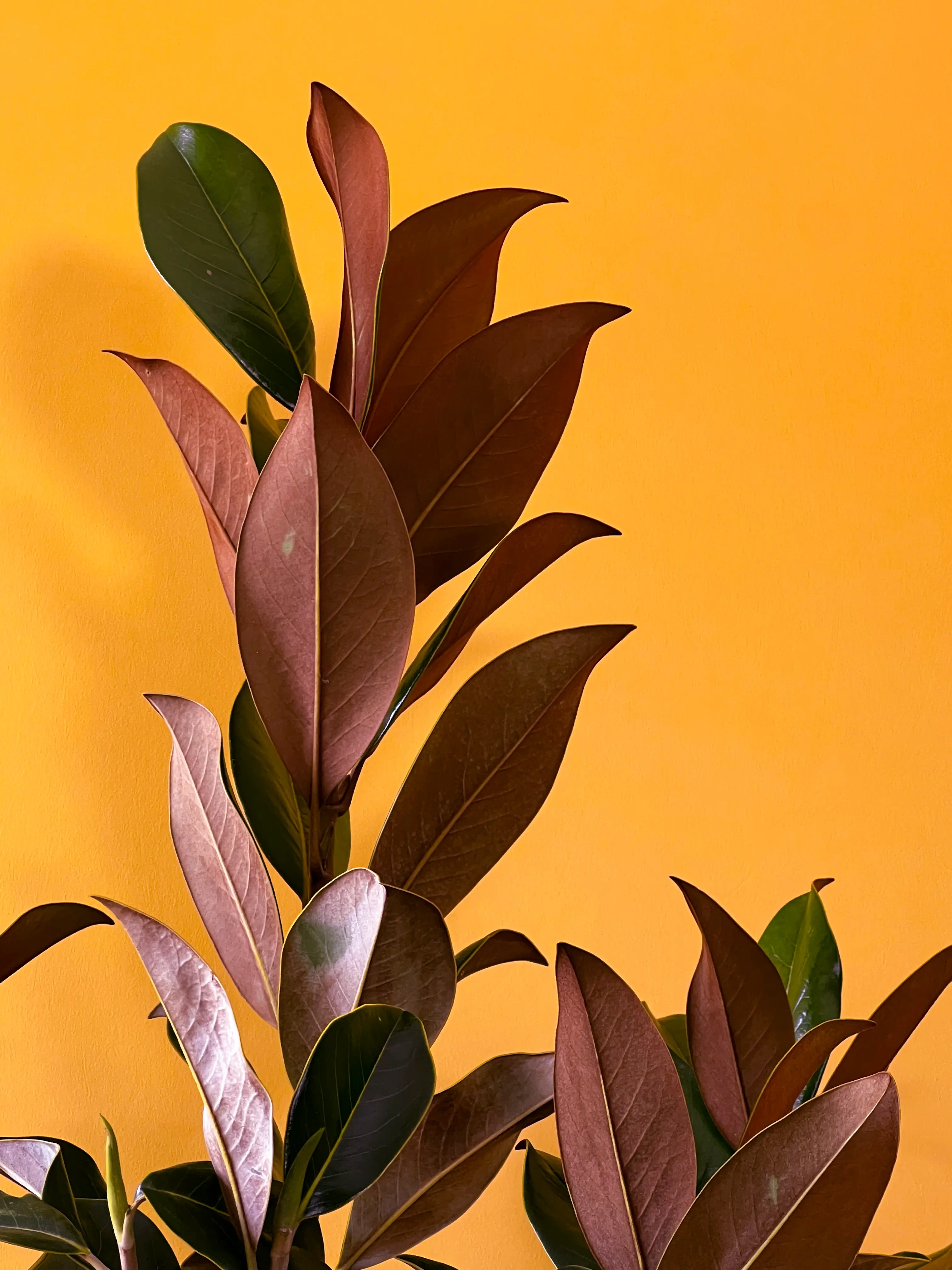 Manolya (Magnolia grandiflora)