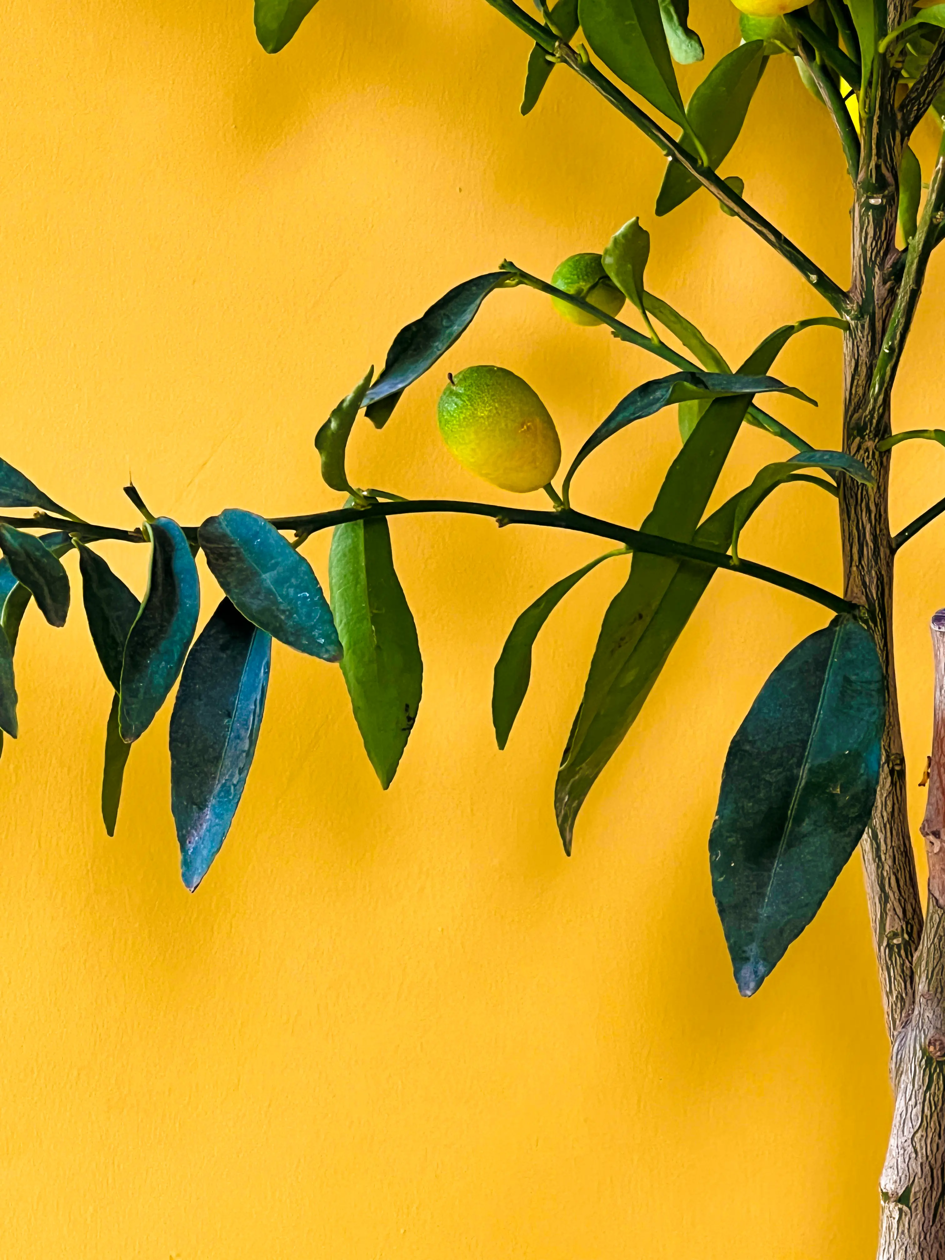 Kumkuat (Fortunella japonica)