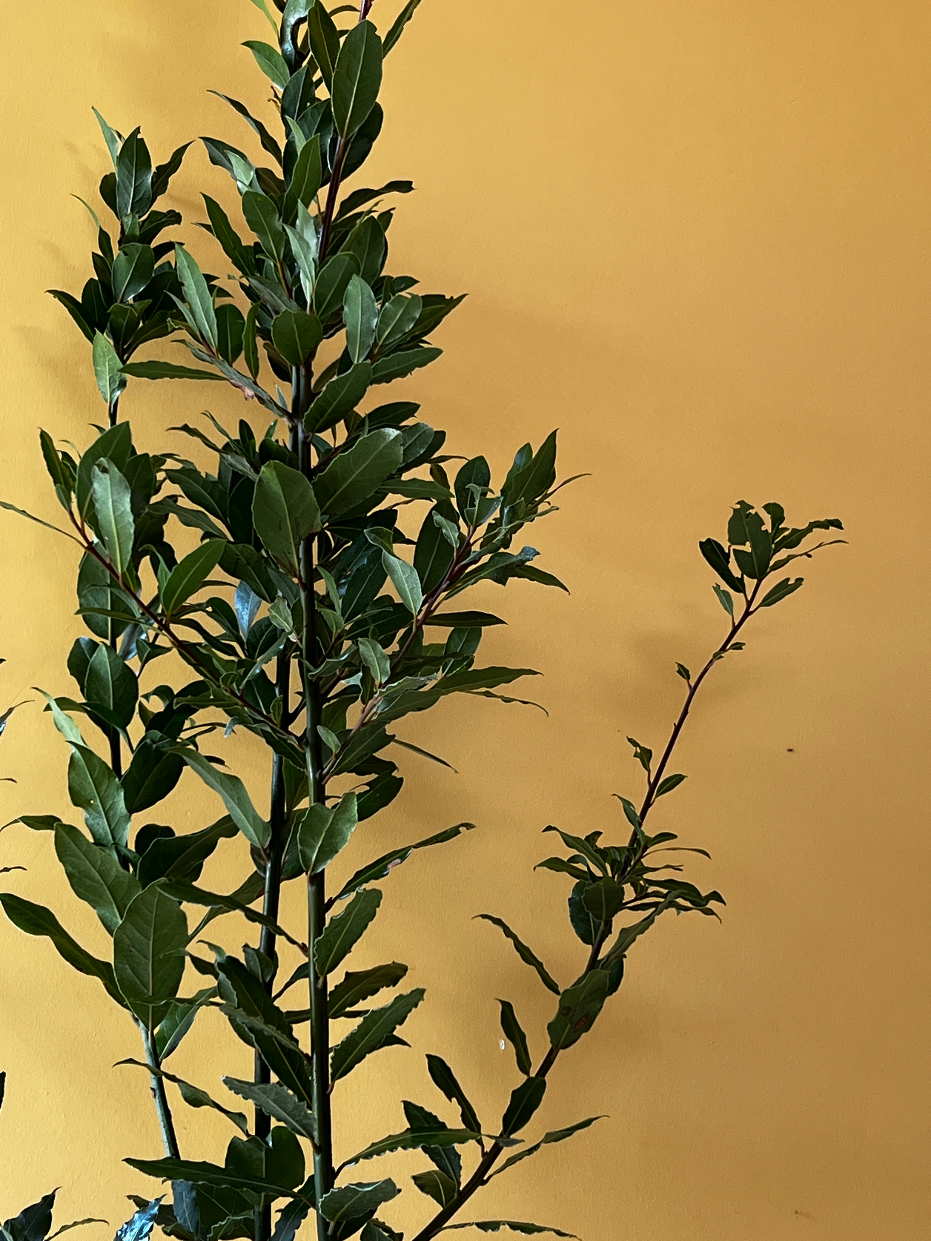 Büyük Boy Defne (Laurus nobilis)