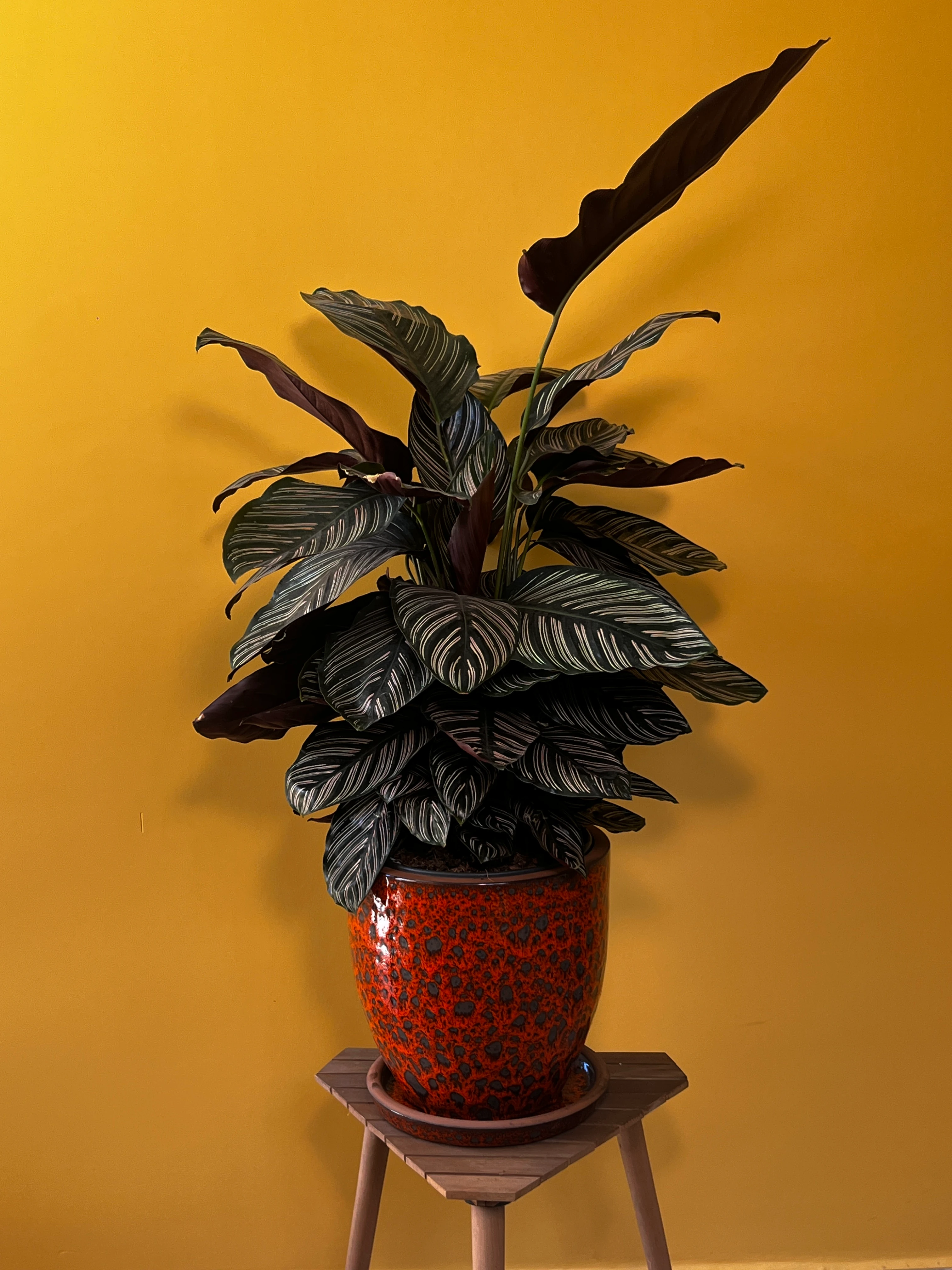 Eskiz Kalem Desenli Dua Çiçeği