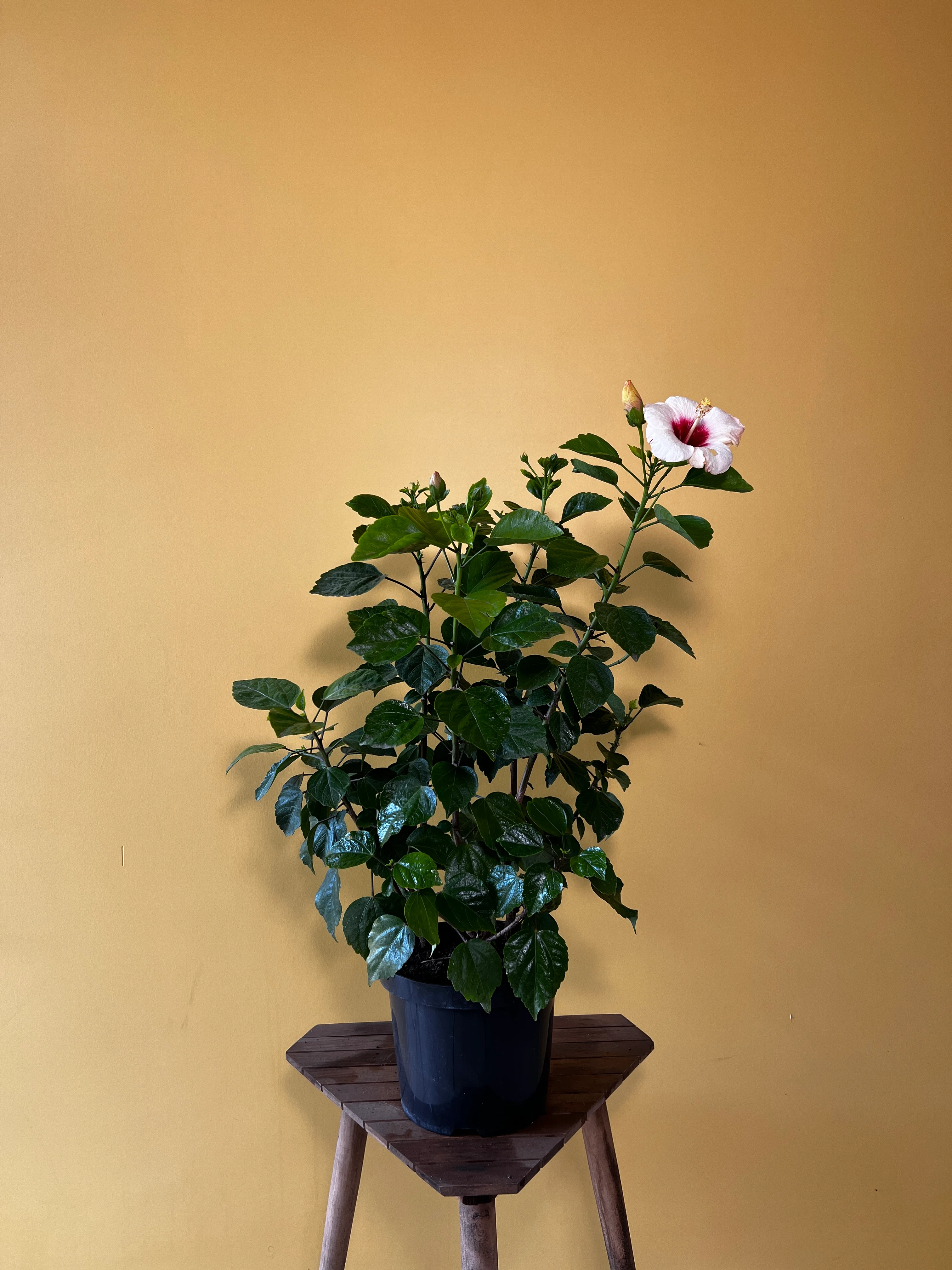 Japon Gülü (Hibiscus rosa-sinensis)