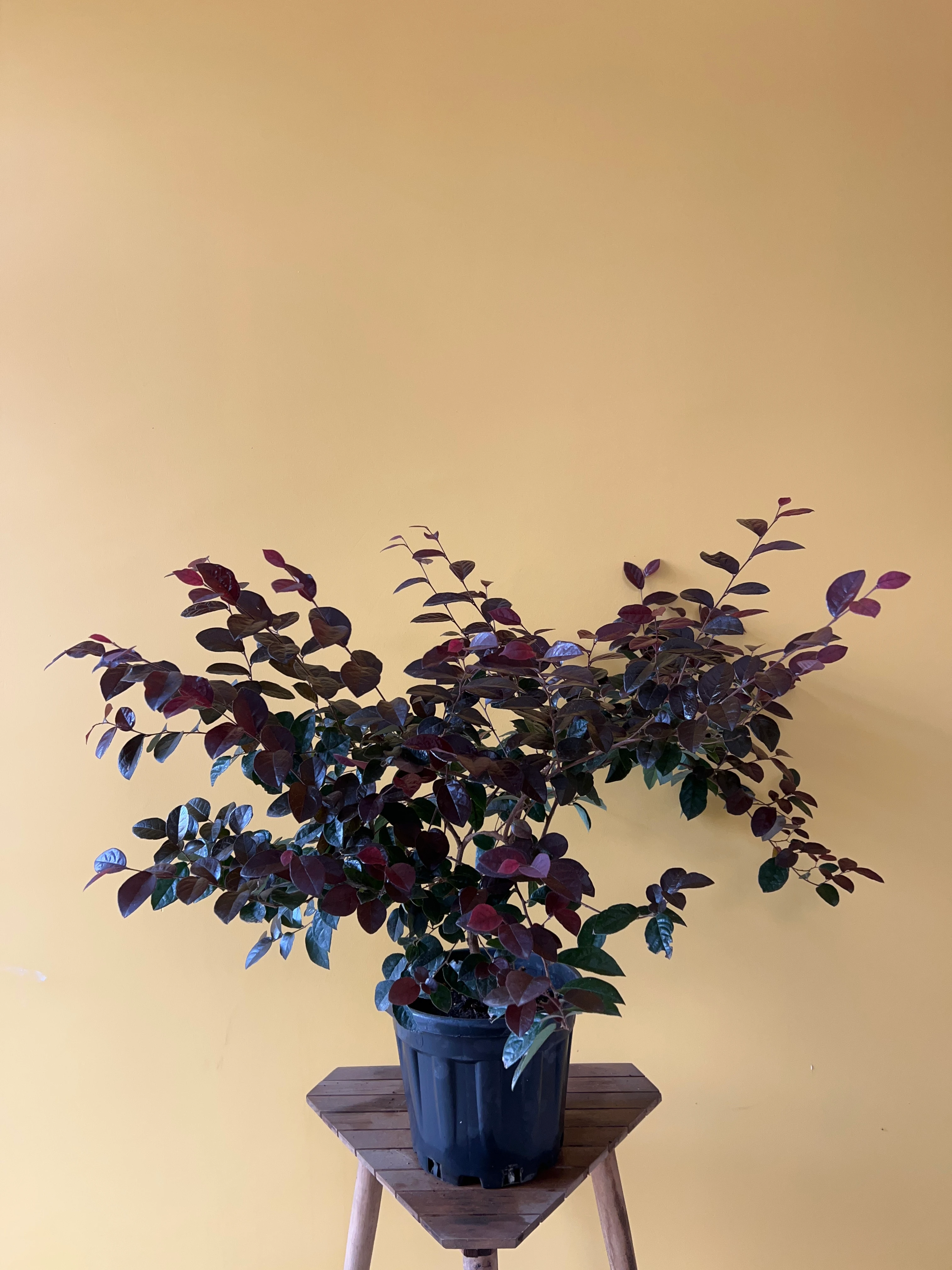 Lora Petalum (Loropetalum chinense)