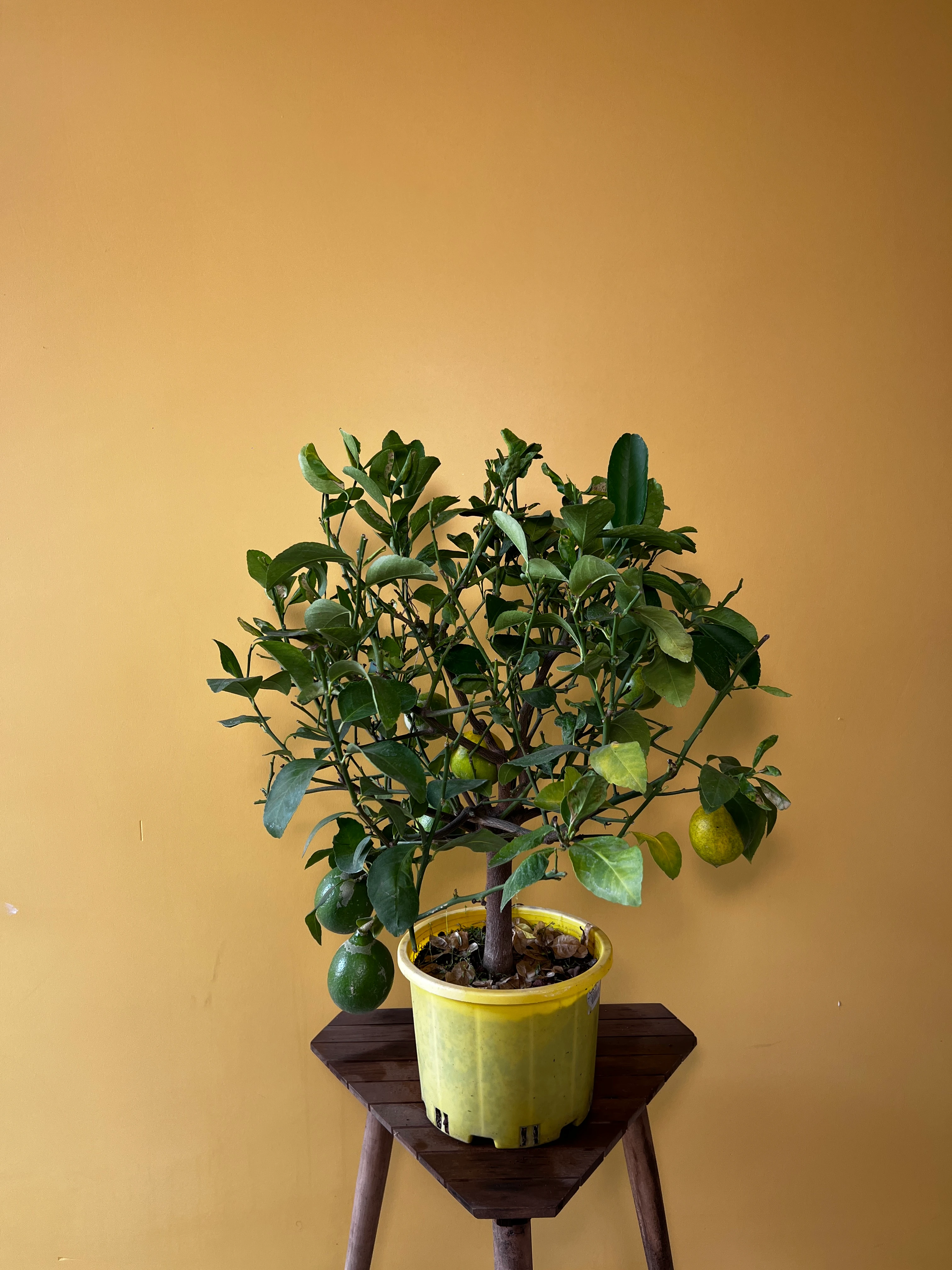 Orta Boy Limon Ağacı (Citrus limon)