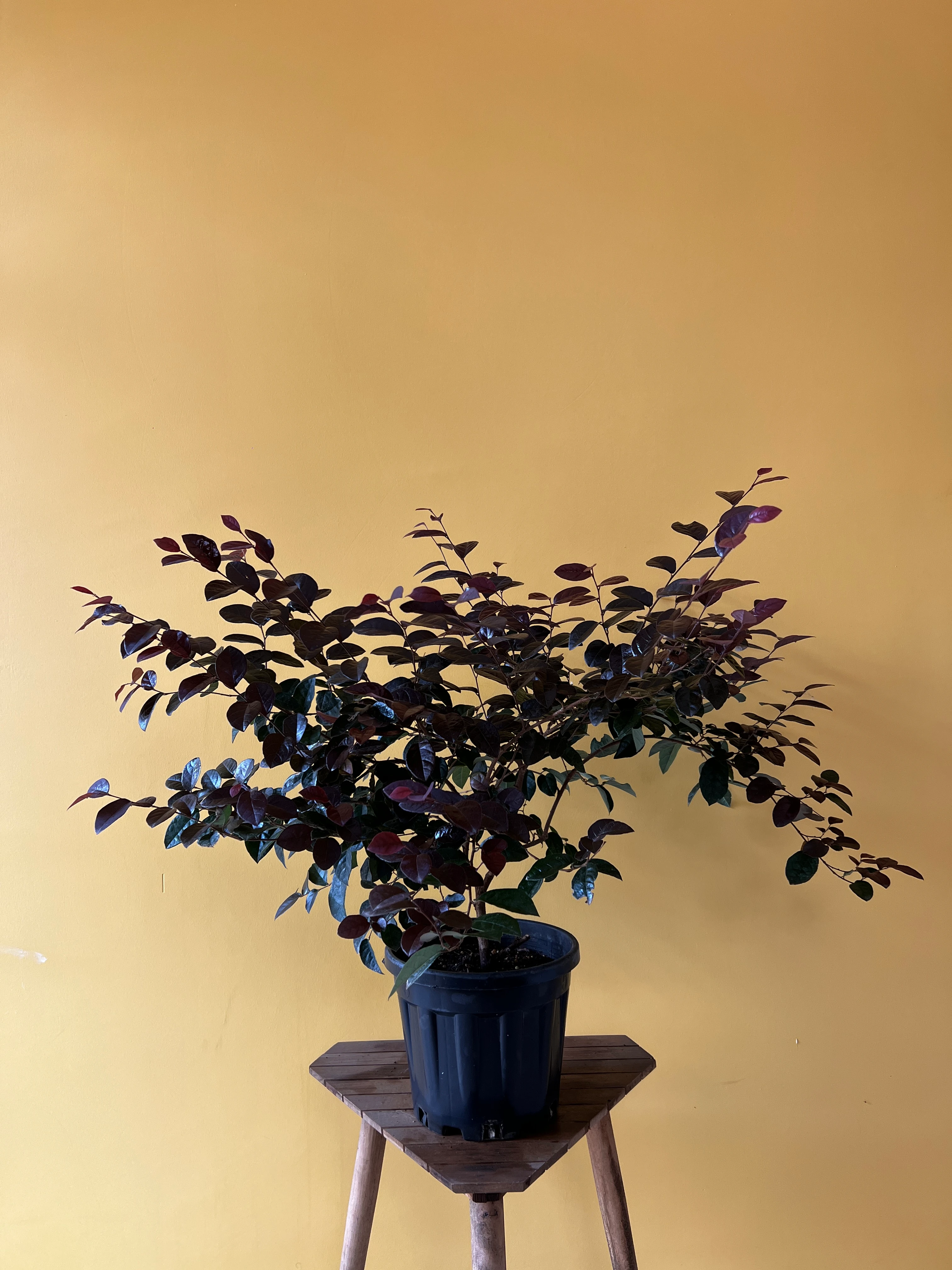 Lora Petalum (Loropetalum chinense)