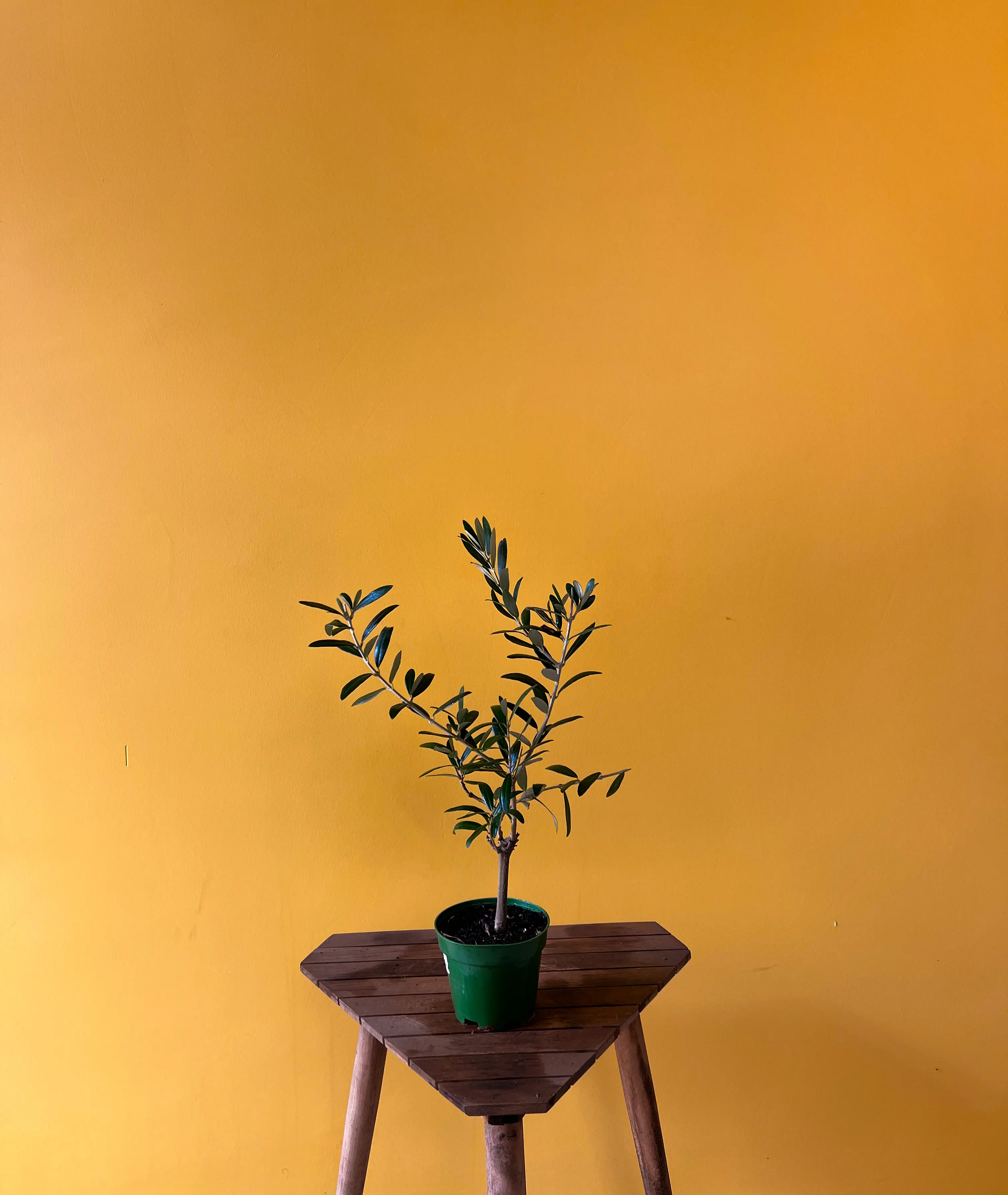 Mini Zeytin Ağacı (Olea europaea)