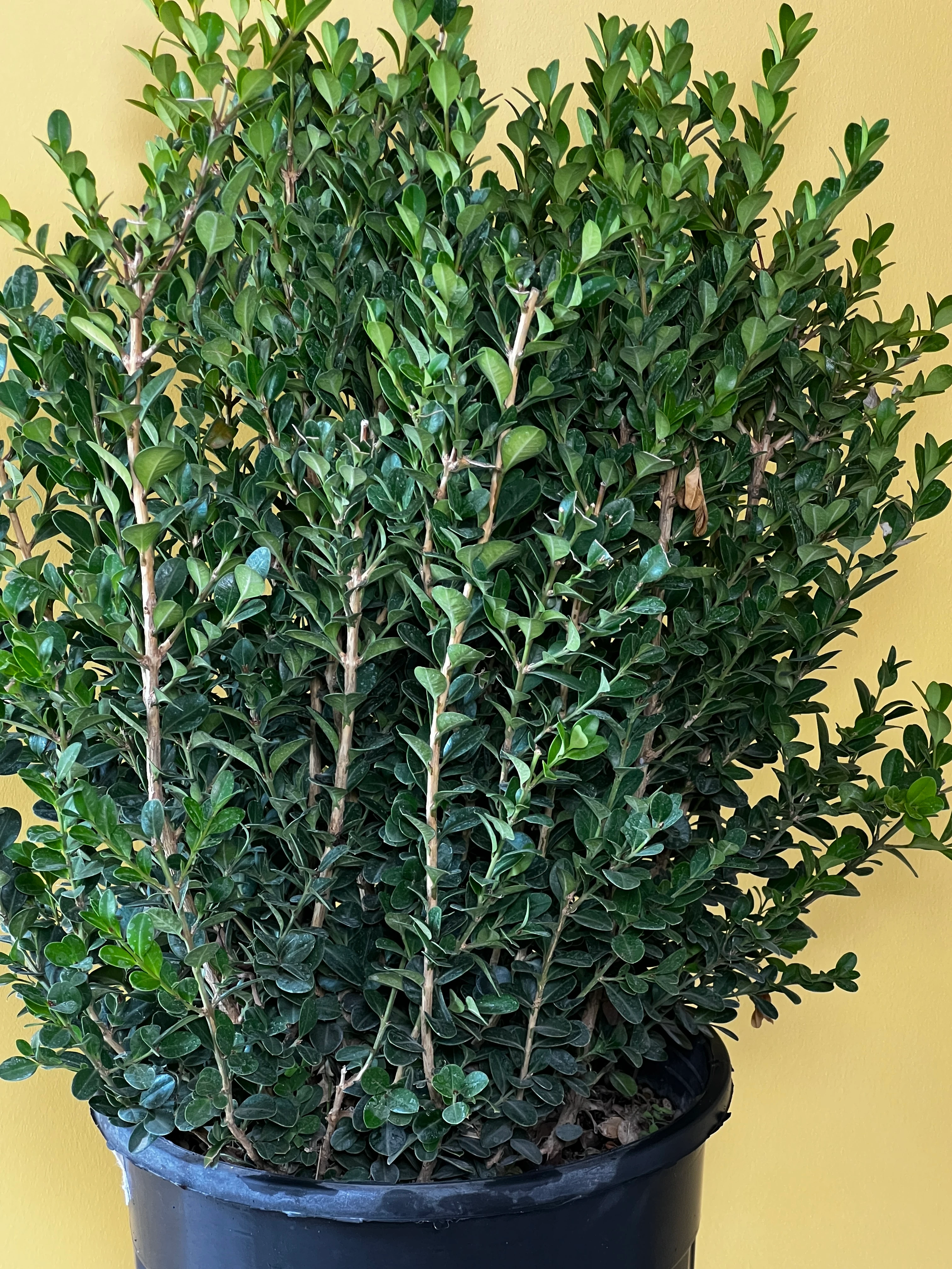 Dev Şimşir (Buxus sempervirens)