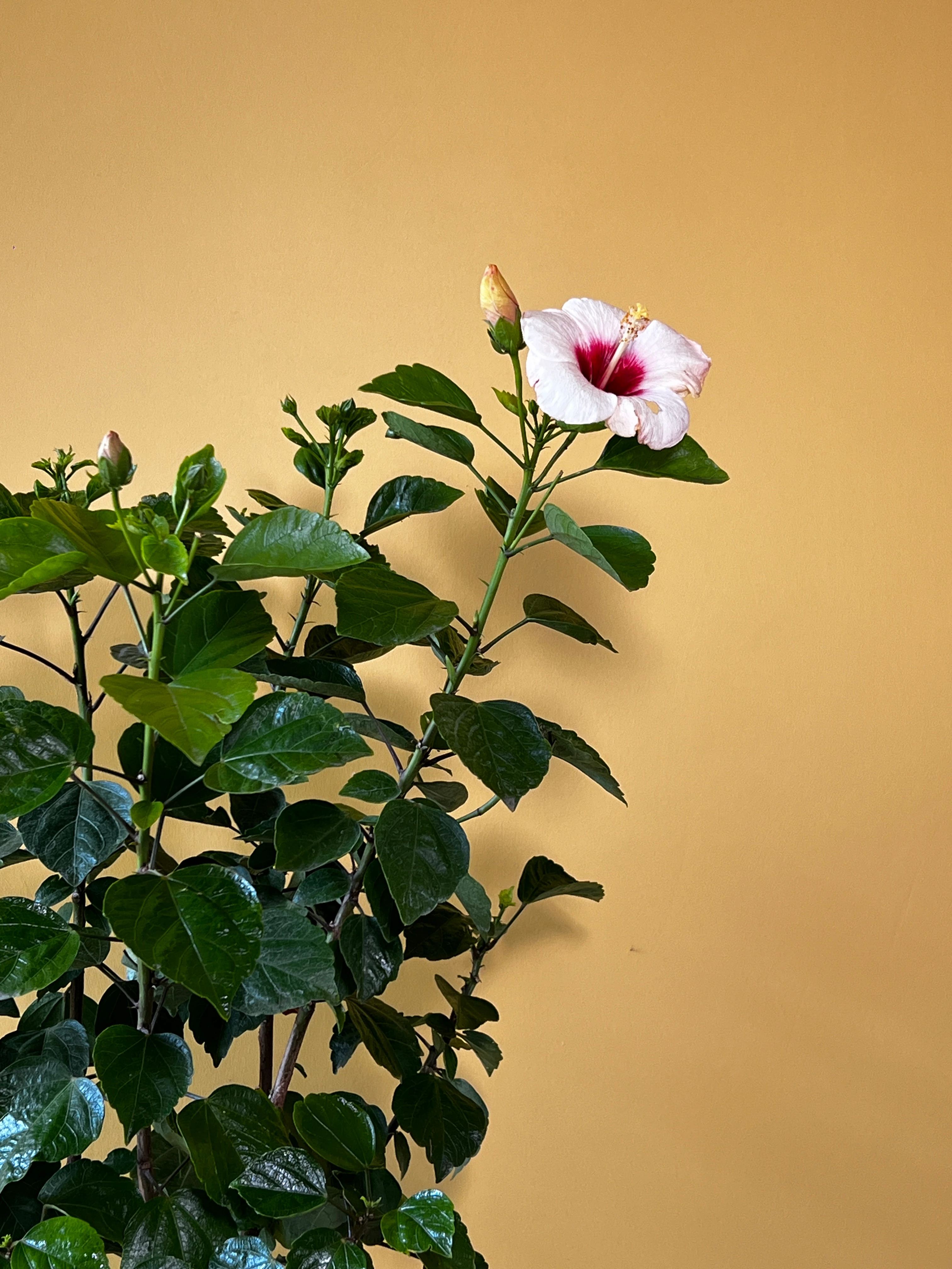 Japon Gülü (Hibiscus rosa-sinensis)