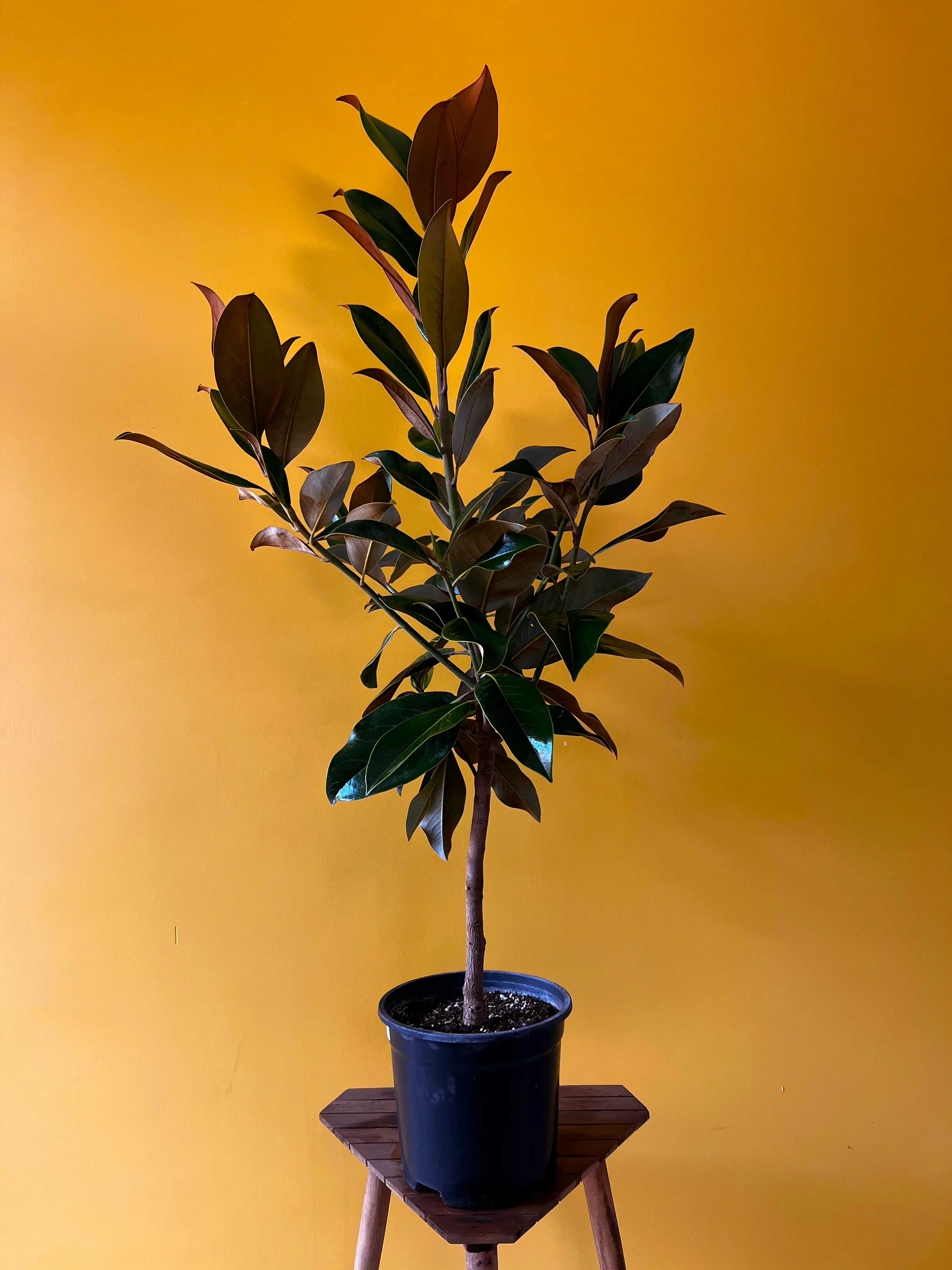 Manolya (Magnolia grandiflora)