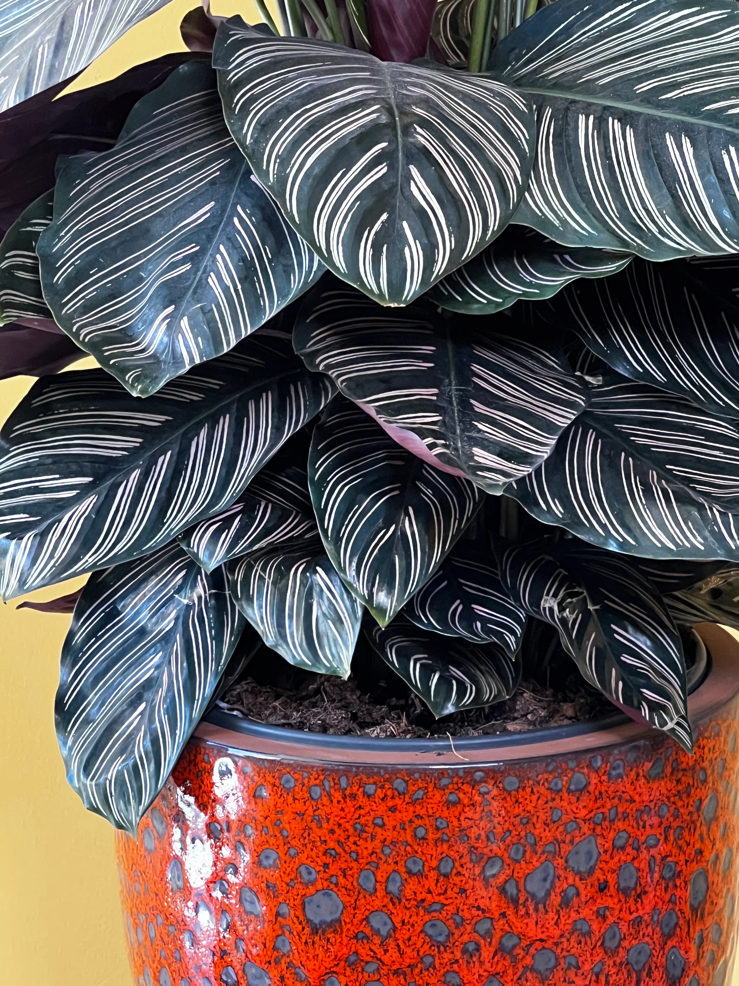 Eskiz Kalem Desenli Dua Çiçeği