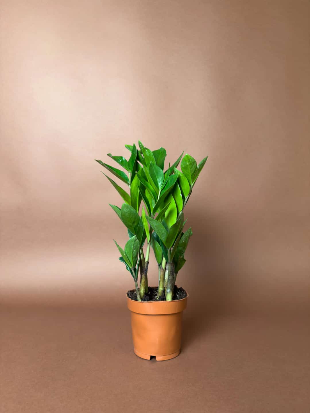 Zamia (Zamioculcas zamiifolia) – 30 cm – Mini Form