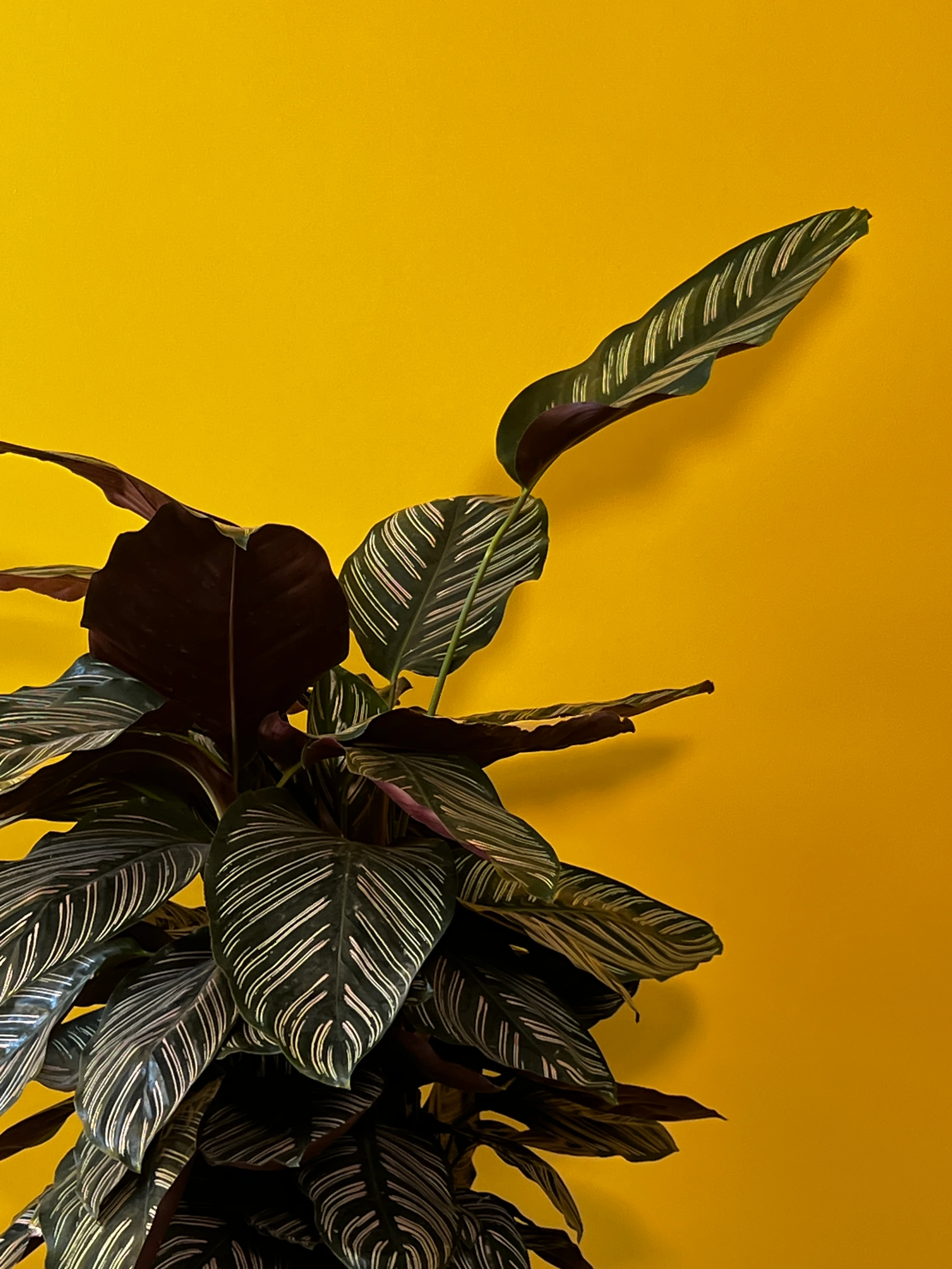 Eskiz Kalem Desenli Dua Çiçeği