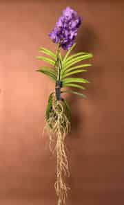 Vanda