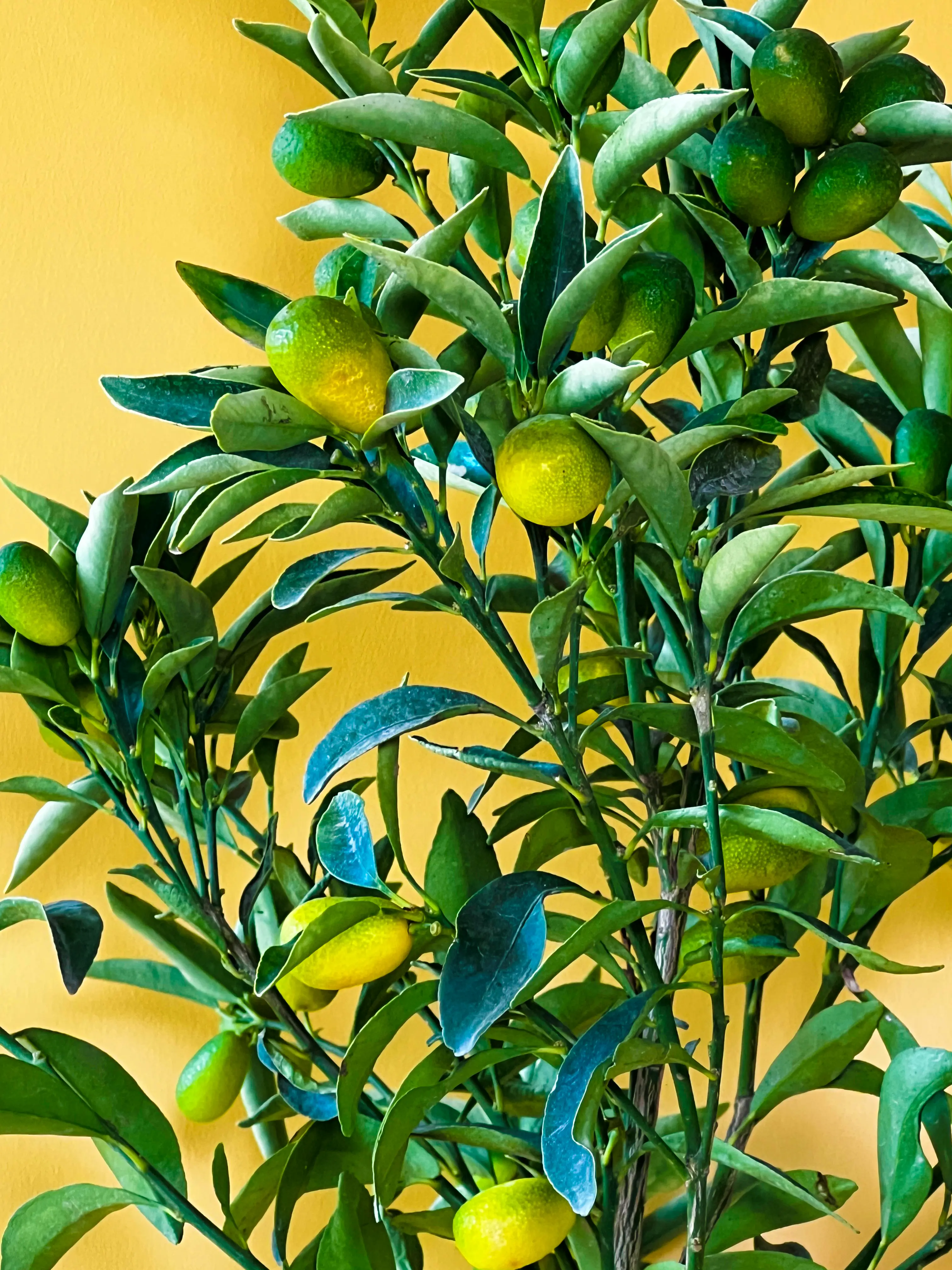 Kumkuat (Fortunella japonica)