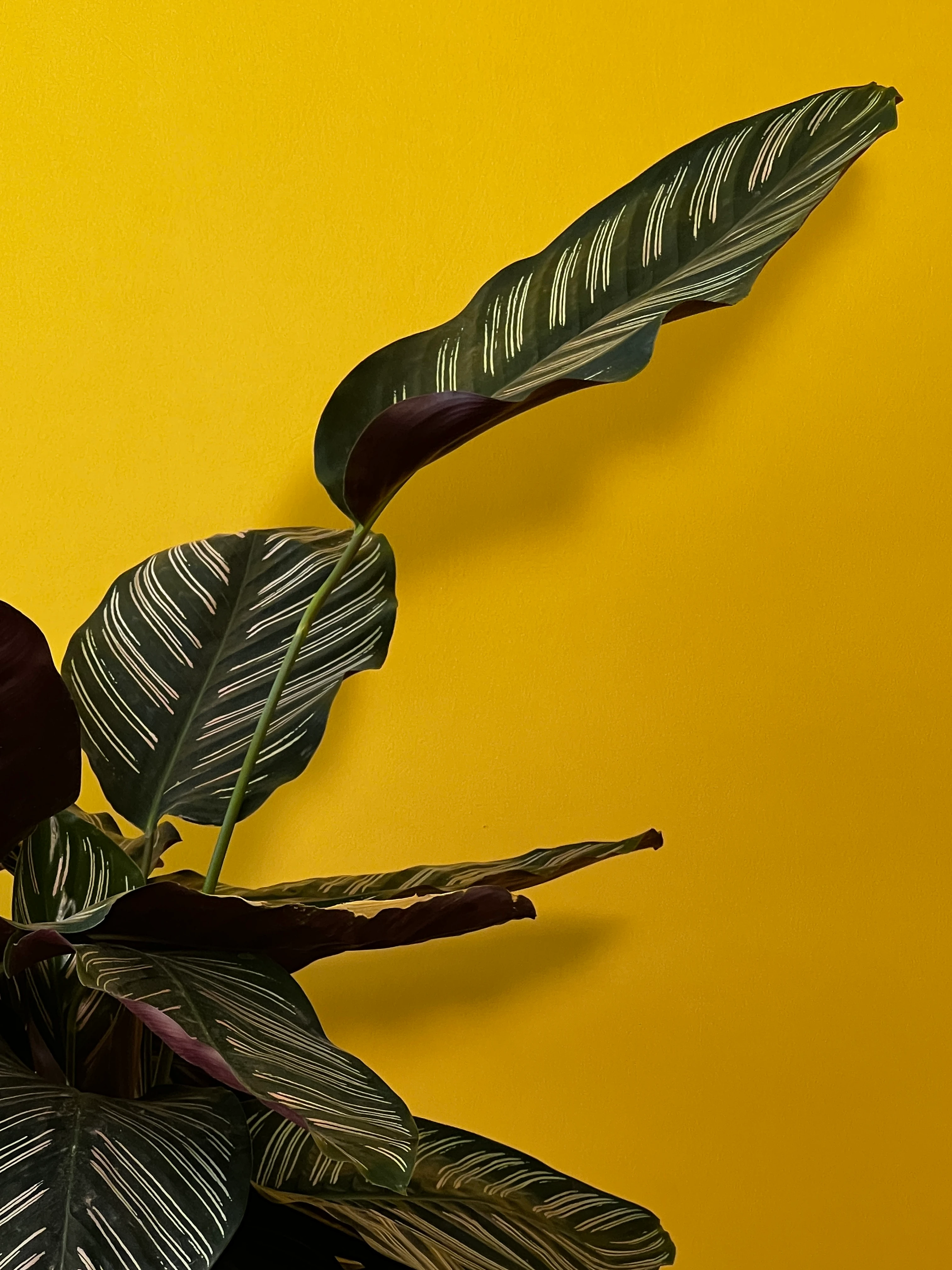 Eskiz Kalem Desenli Dua Çiçeği