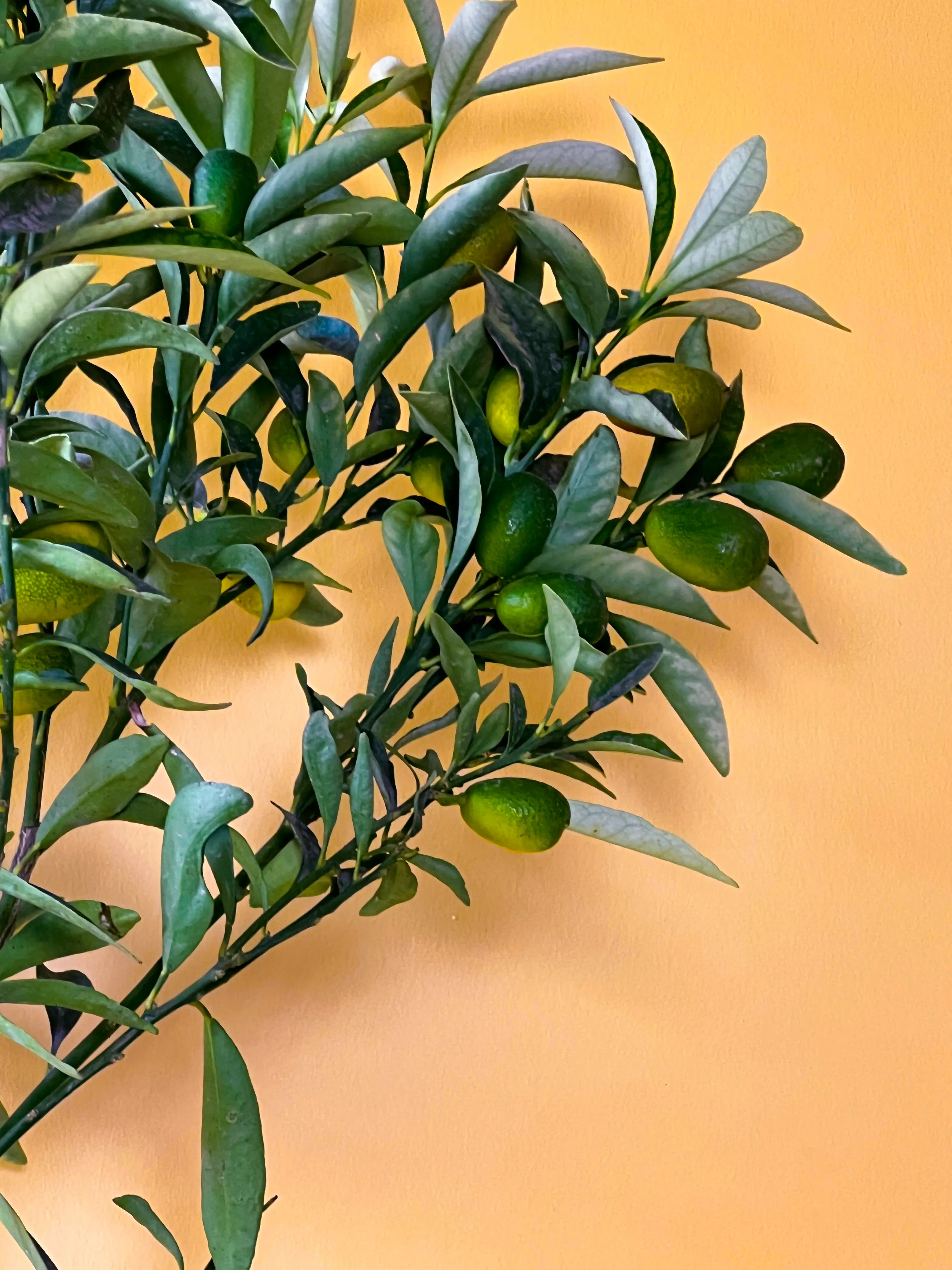 Kumkuat (Fortunella japonica)