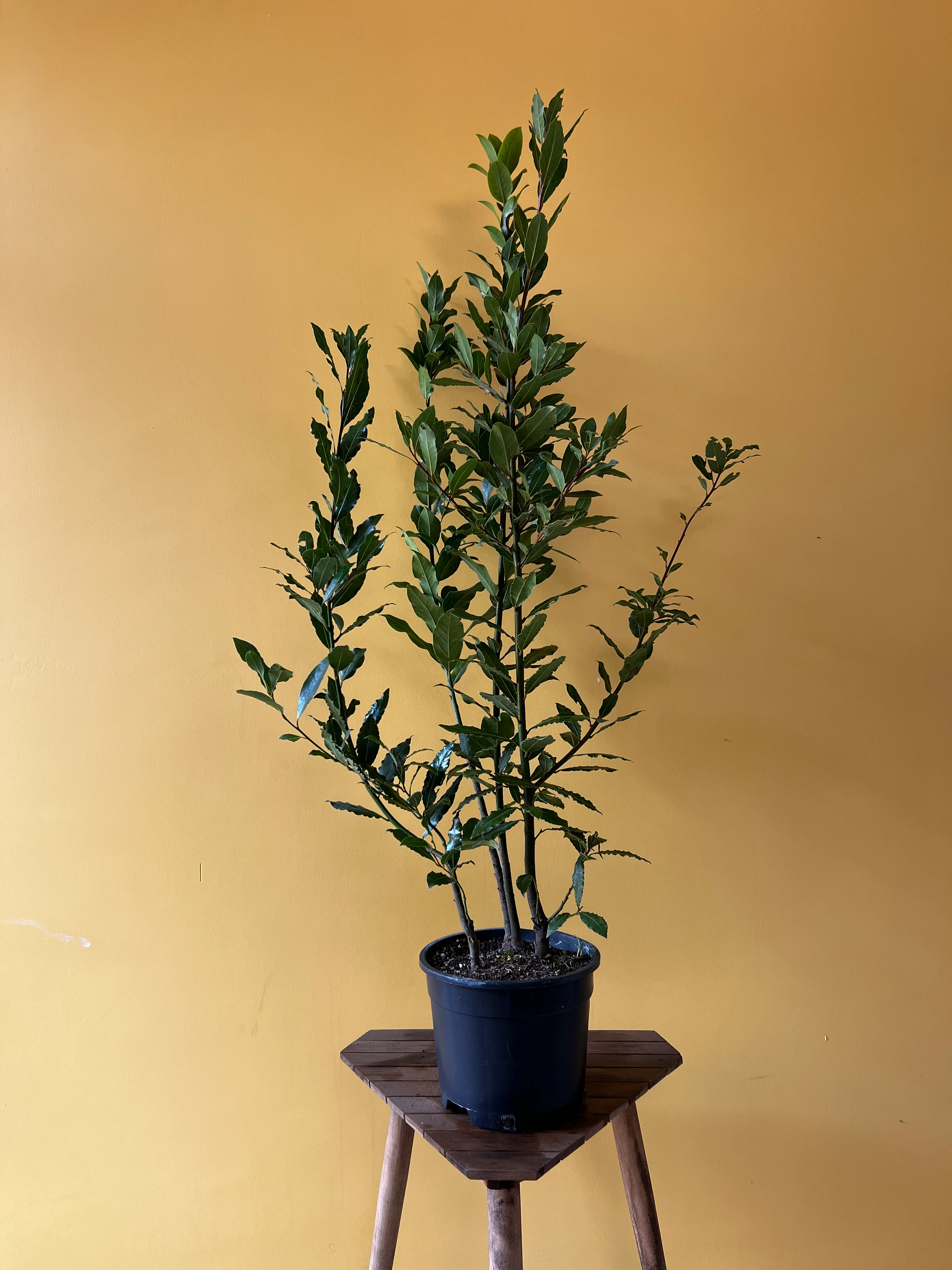 Büyük Boy Defne (Laurus nobilis)