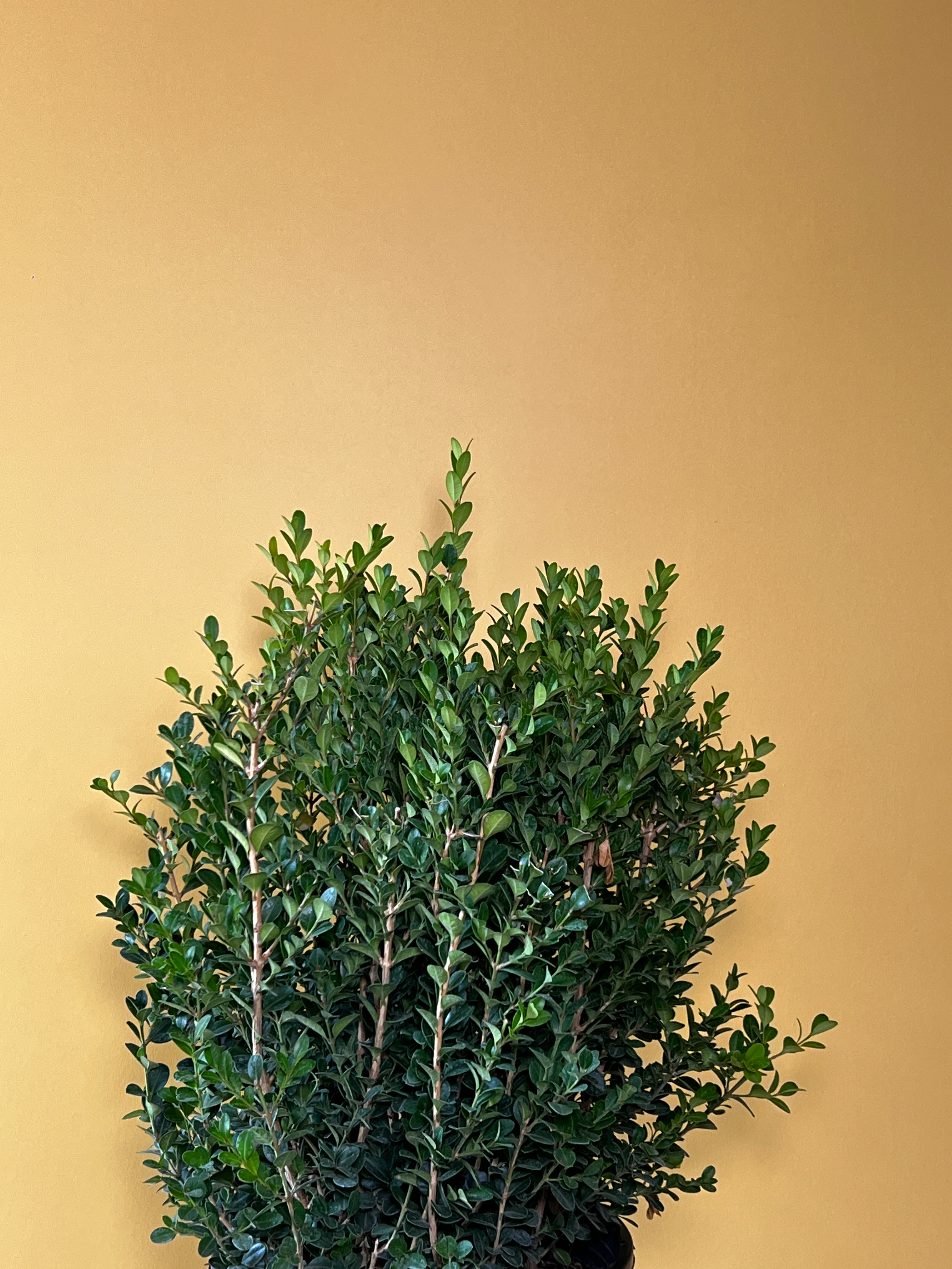 Dev Şimşir (Buxus sempervirens)
