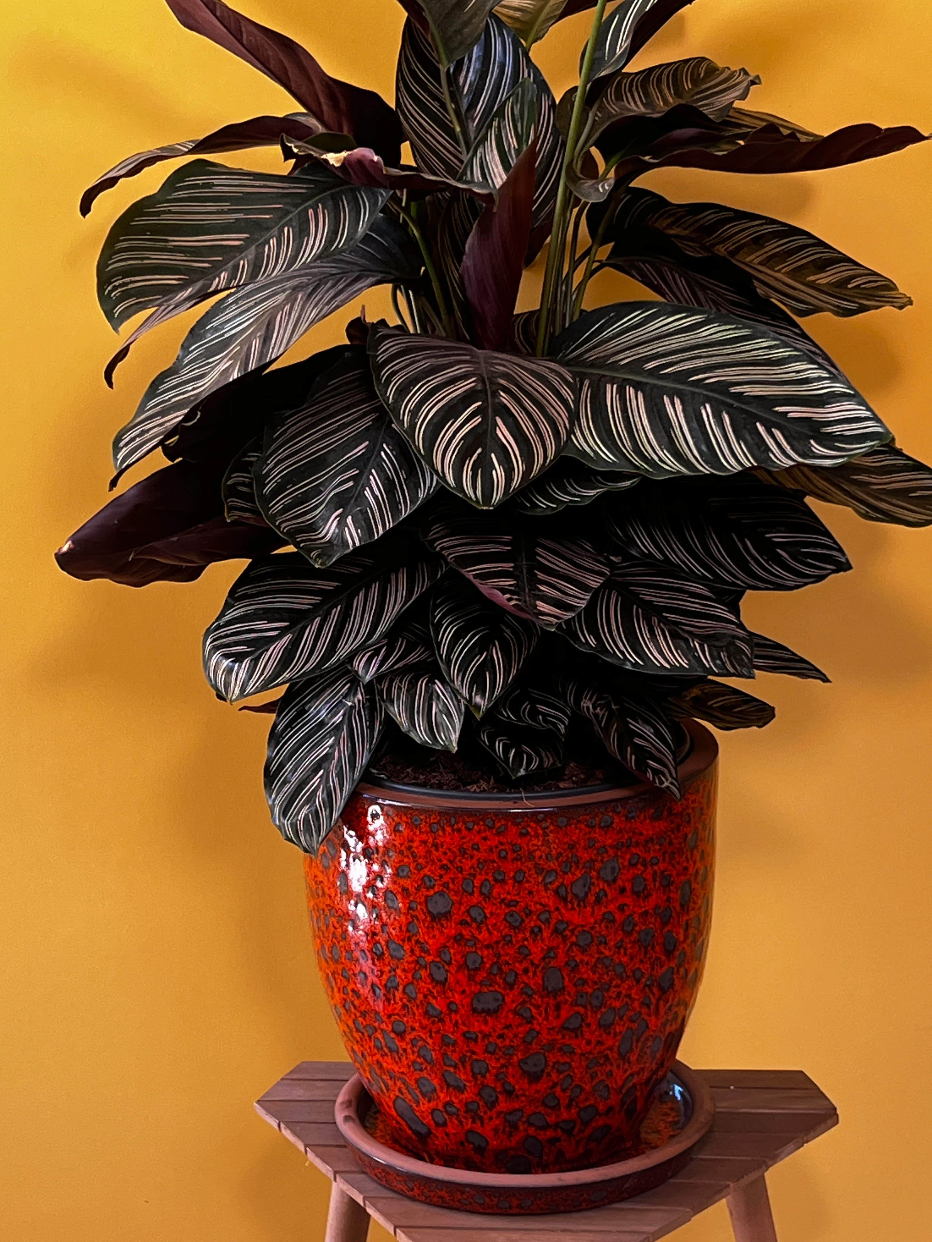 Eskiz Kalem Desenli Dua Çiçeği