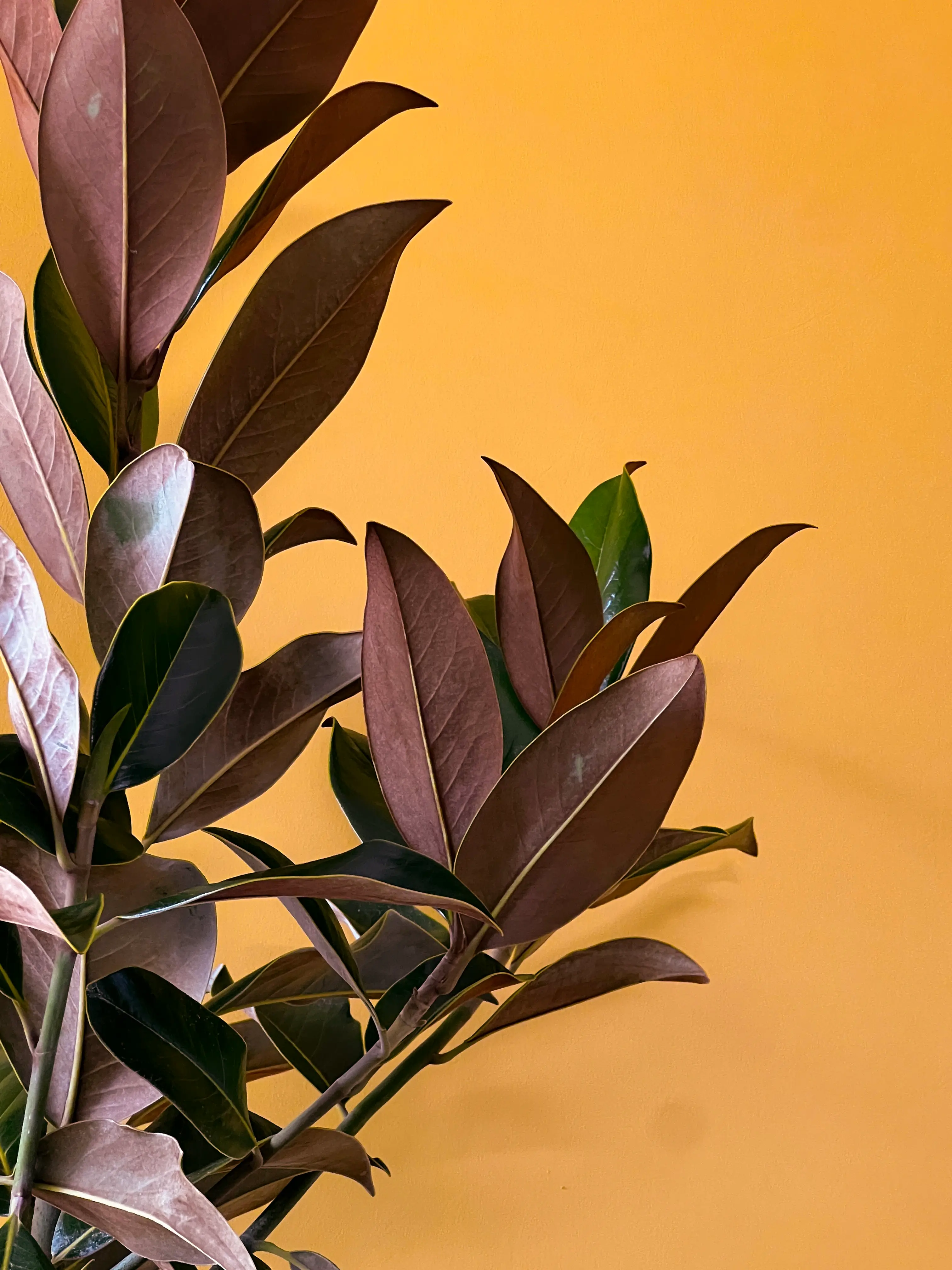 Manolya (Magnolia grandiflora)