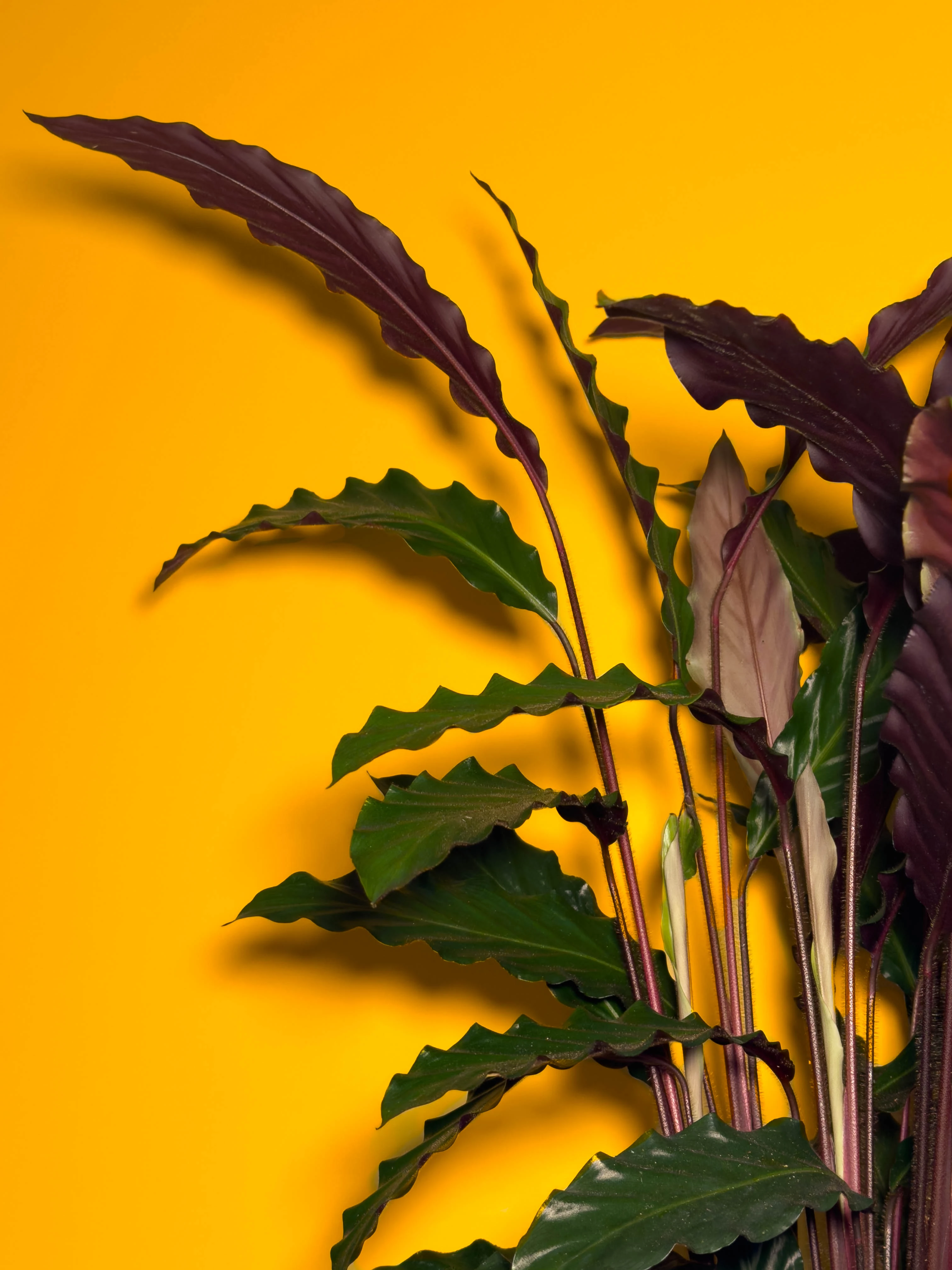 Dua iei (Calathea rufibarba)  73 cm  oklu Gvdeli Dolgun Form