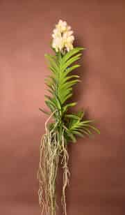 Vanda