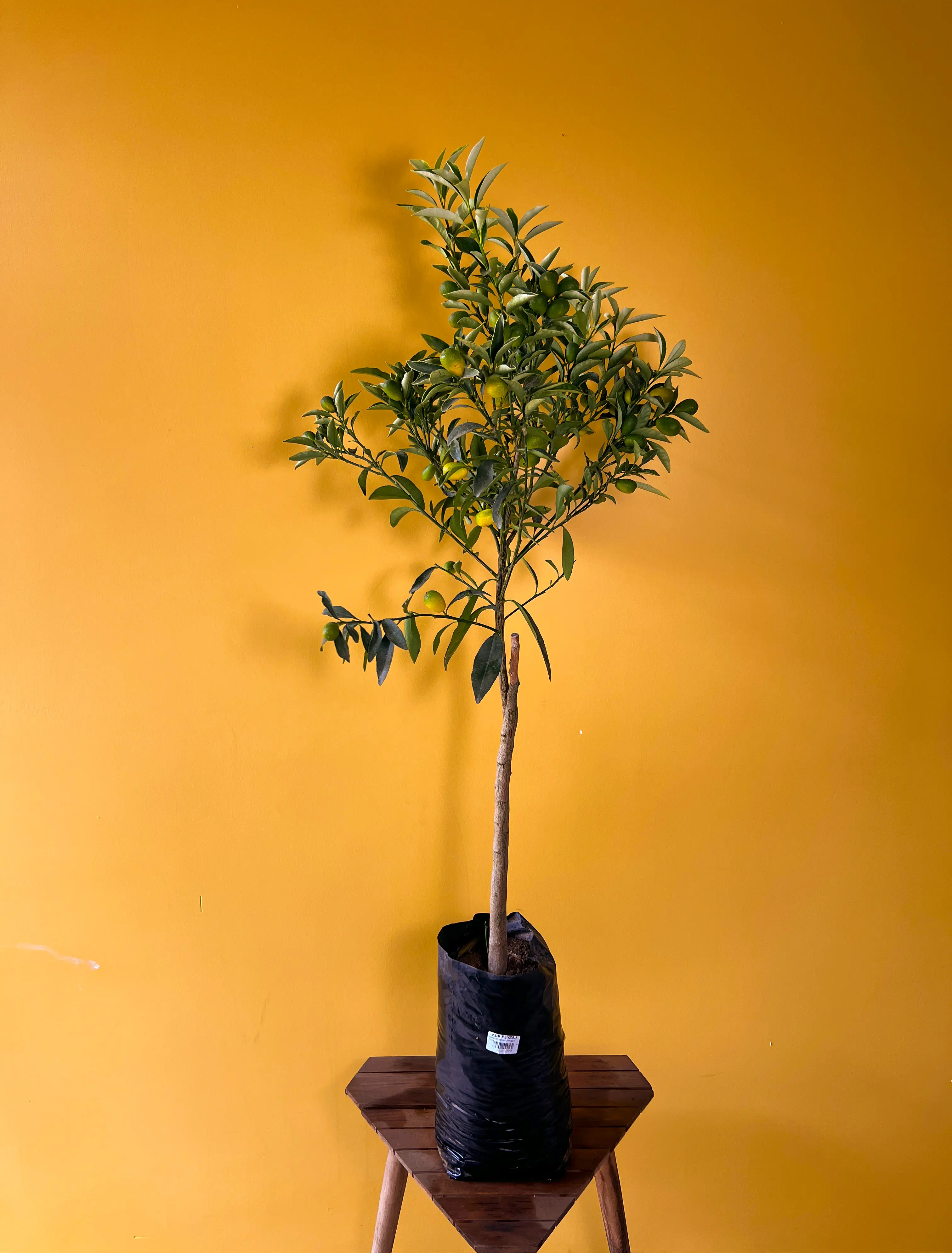 Kumkuat (Fortunella japonica)