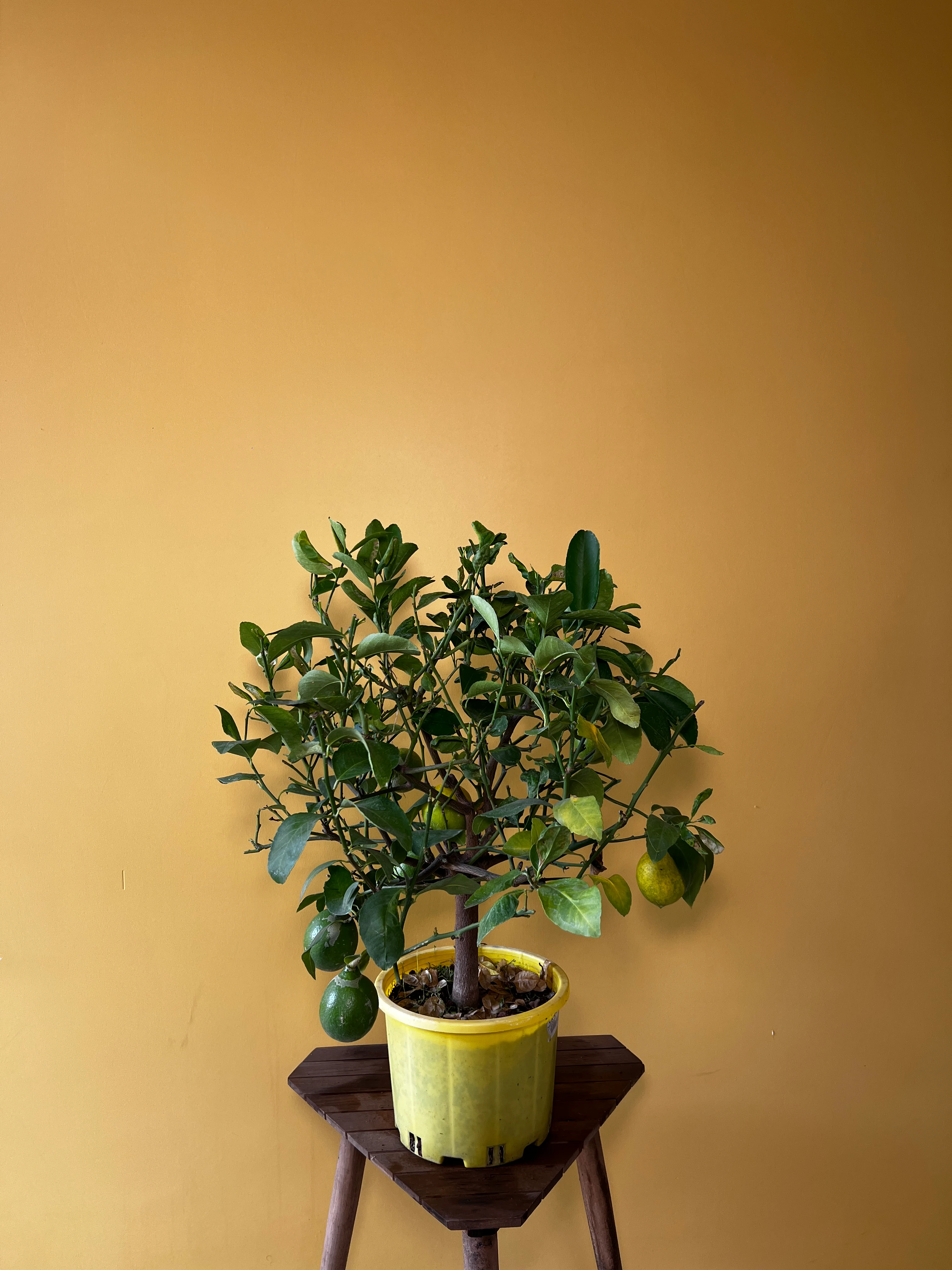 Orta Boy Limon Ağacı (Citrus limon)