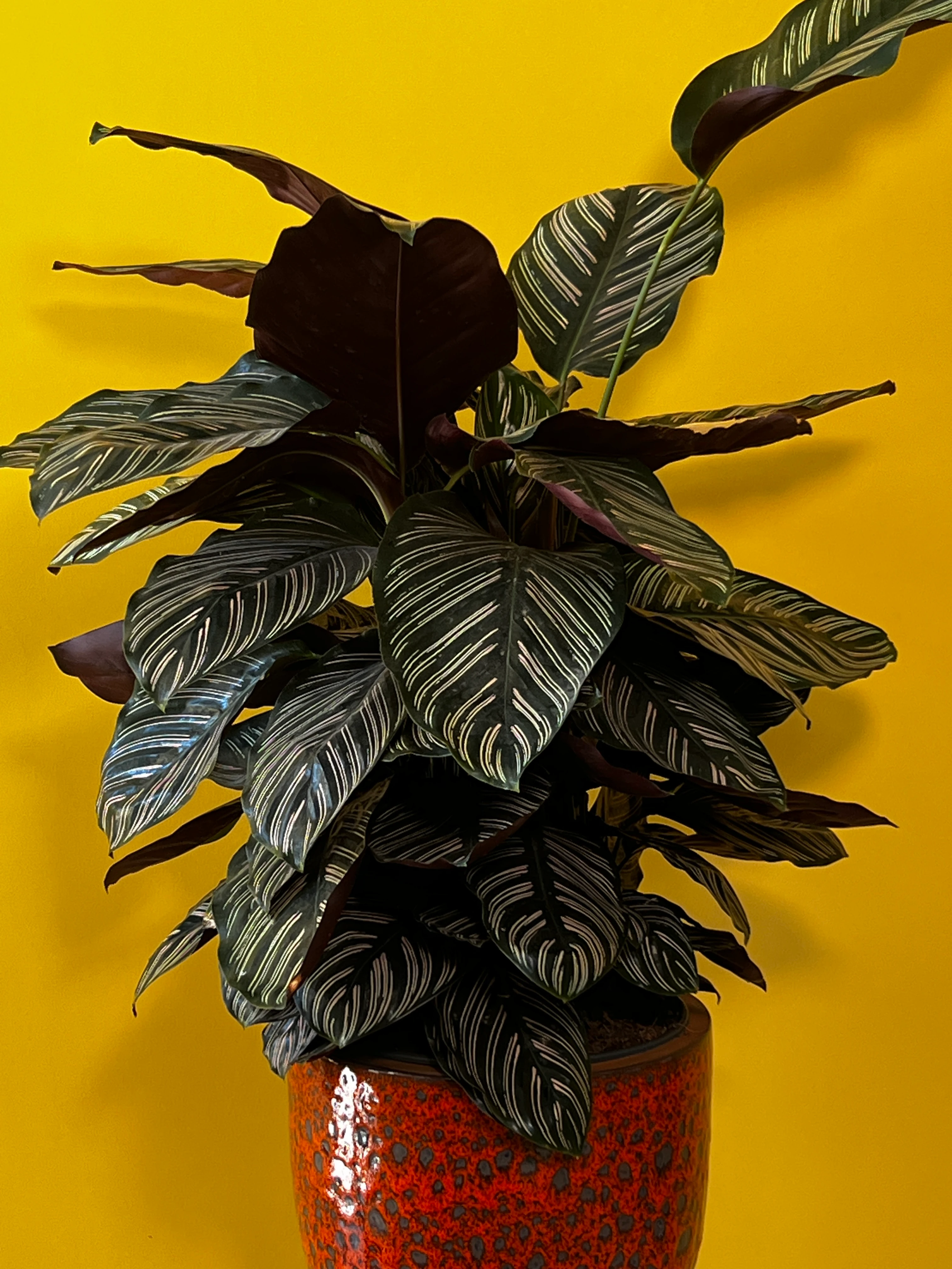 Eskiz Kalem Desenli Dua Çiçeği