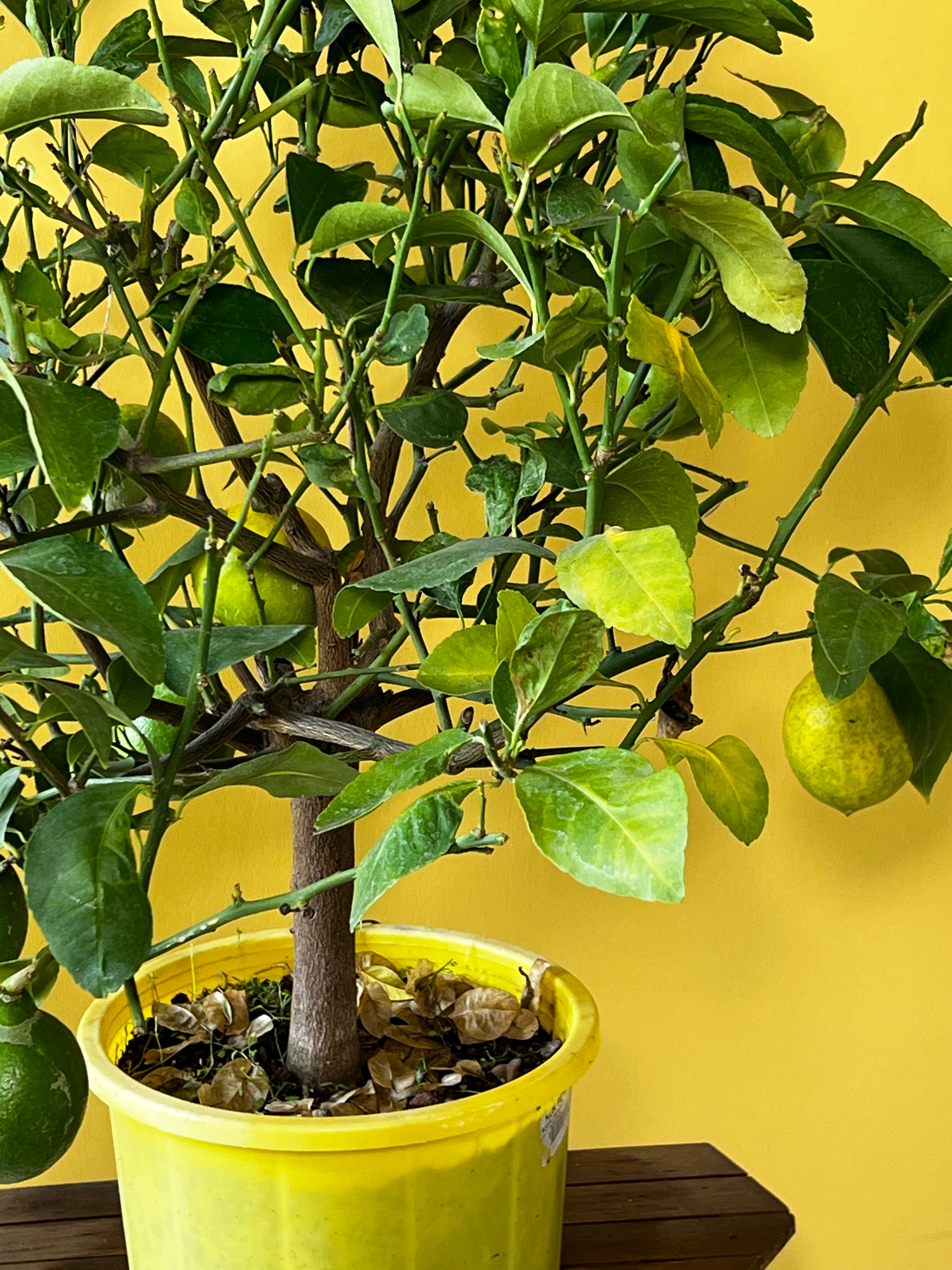 Orta Boy Limon Ağacı (Citrus limon)