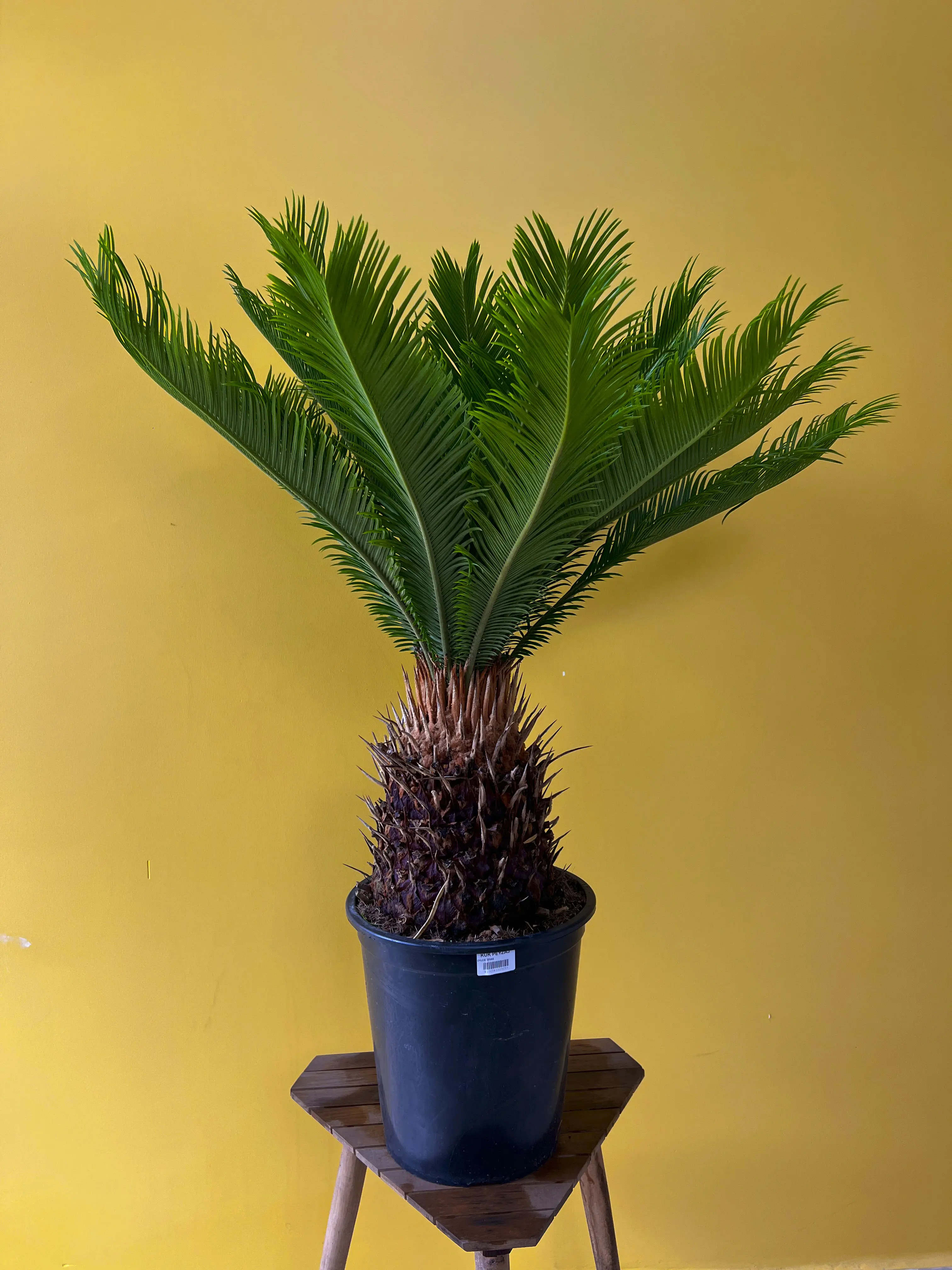 Cycas (Japon Hurması)
