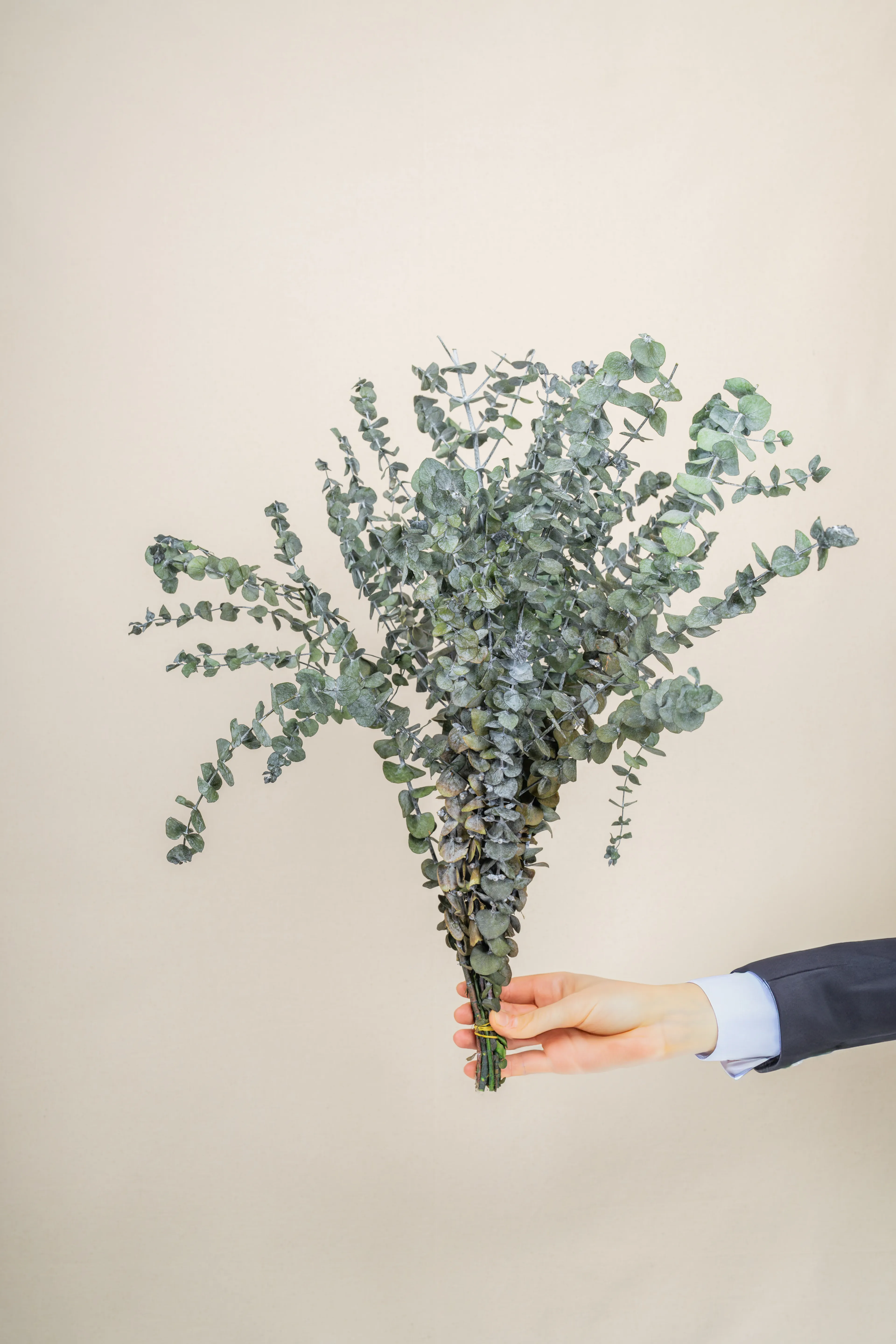 Dekoratif Kurutulmuş Okaliptus