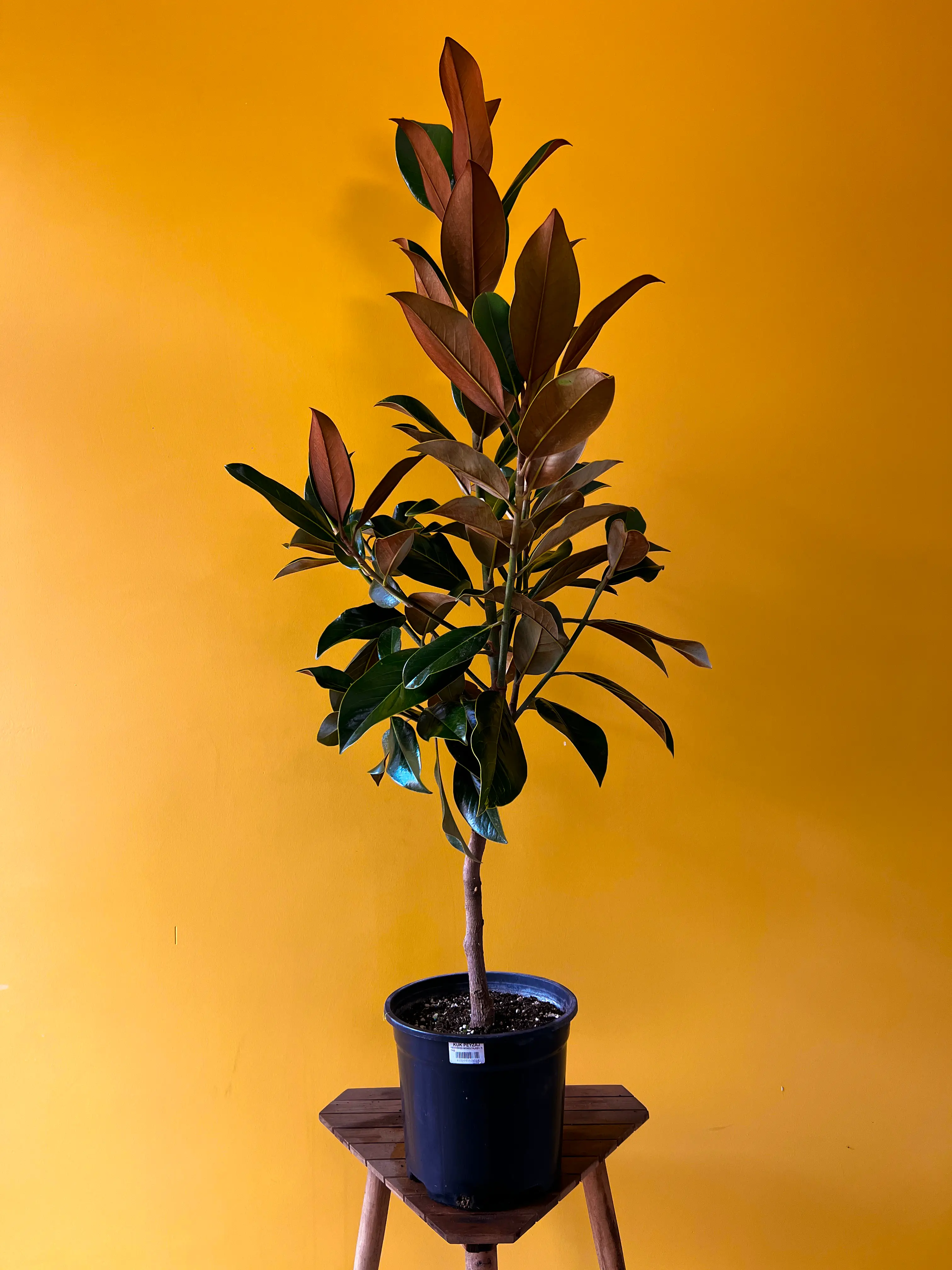 Manolya (Magnolia grandiflora)