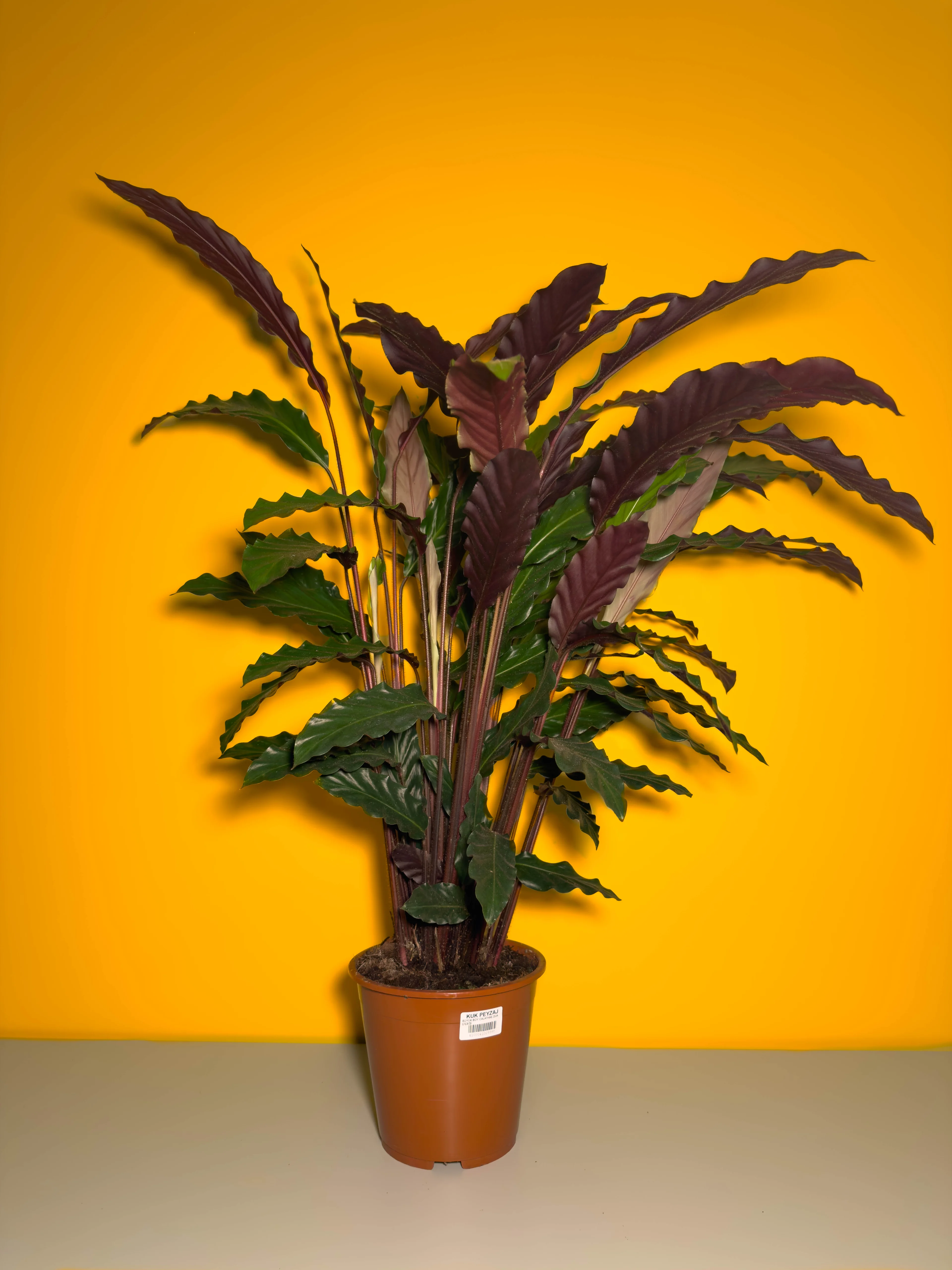 Dua iei (Calathea rufibarba)  73 cm  oklu Gvdeli Dolgun Form
