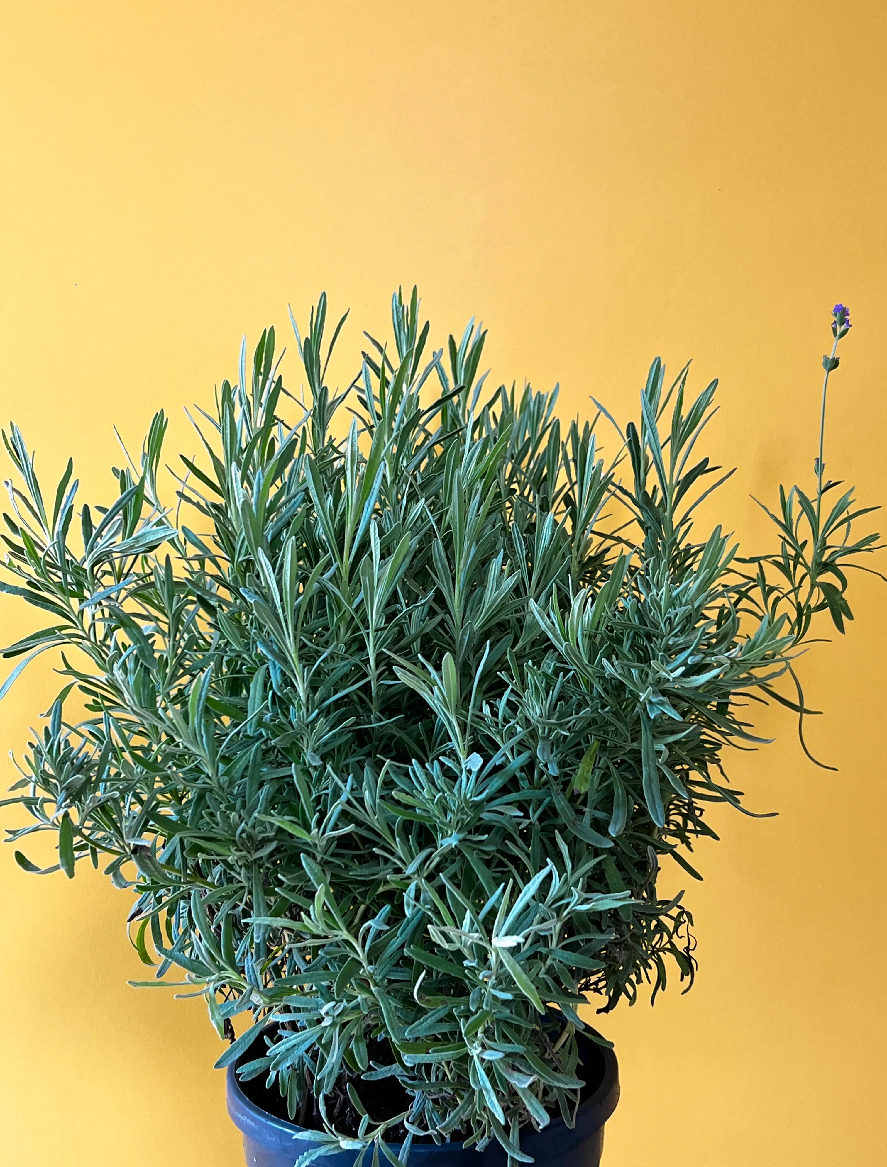 Lavanta (Lavandula angustifolia)