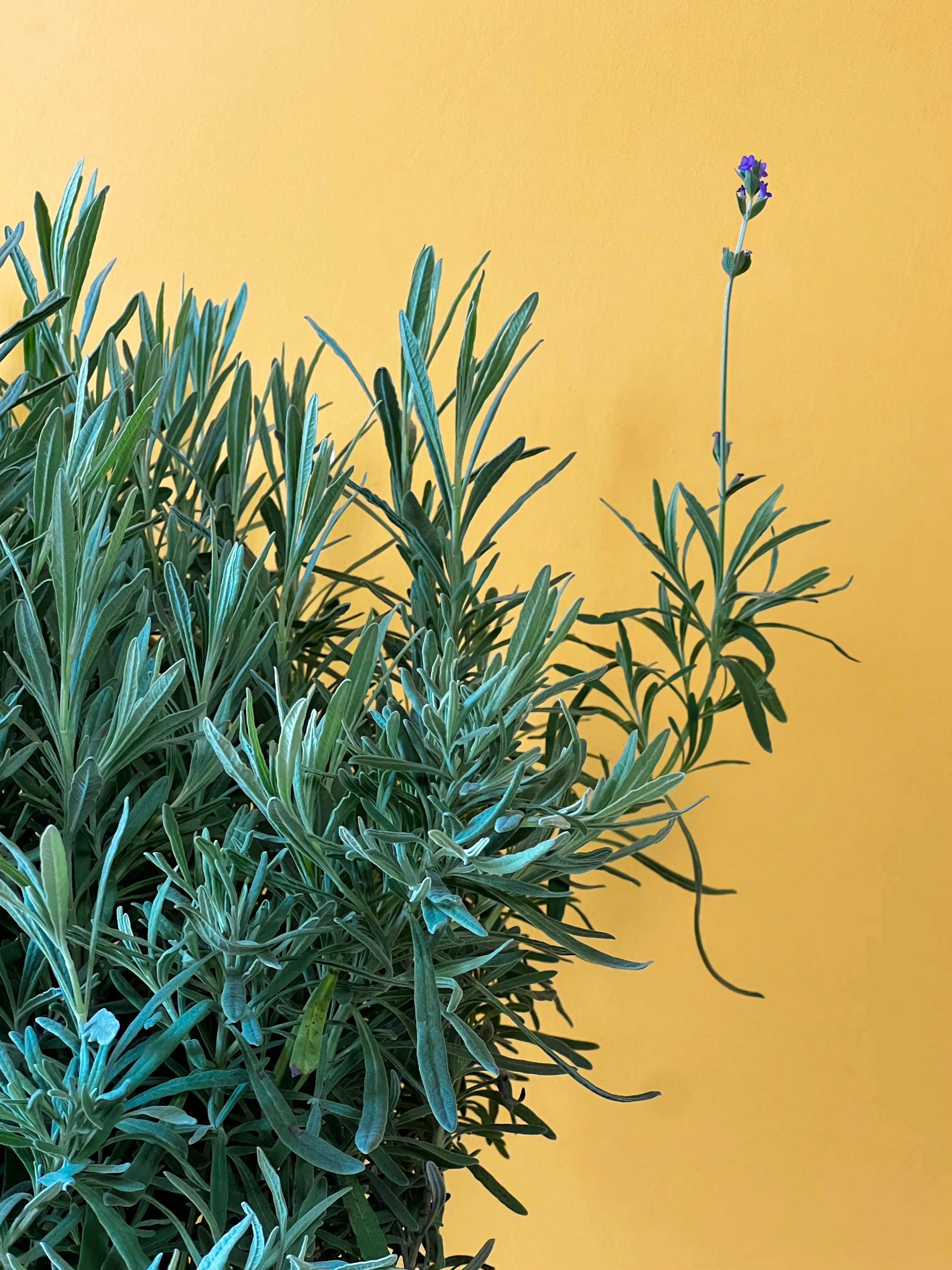 Lavanta (Lavandula angustifolia)