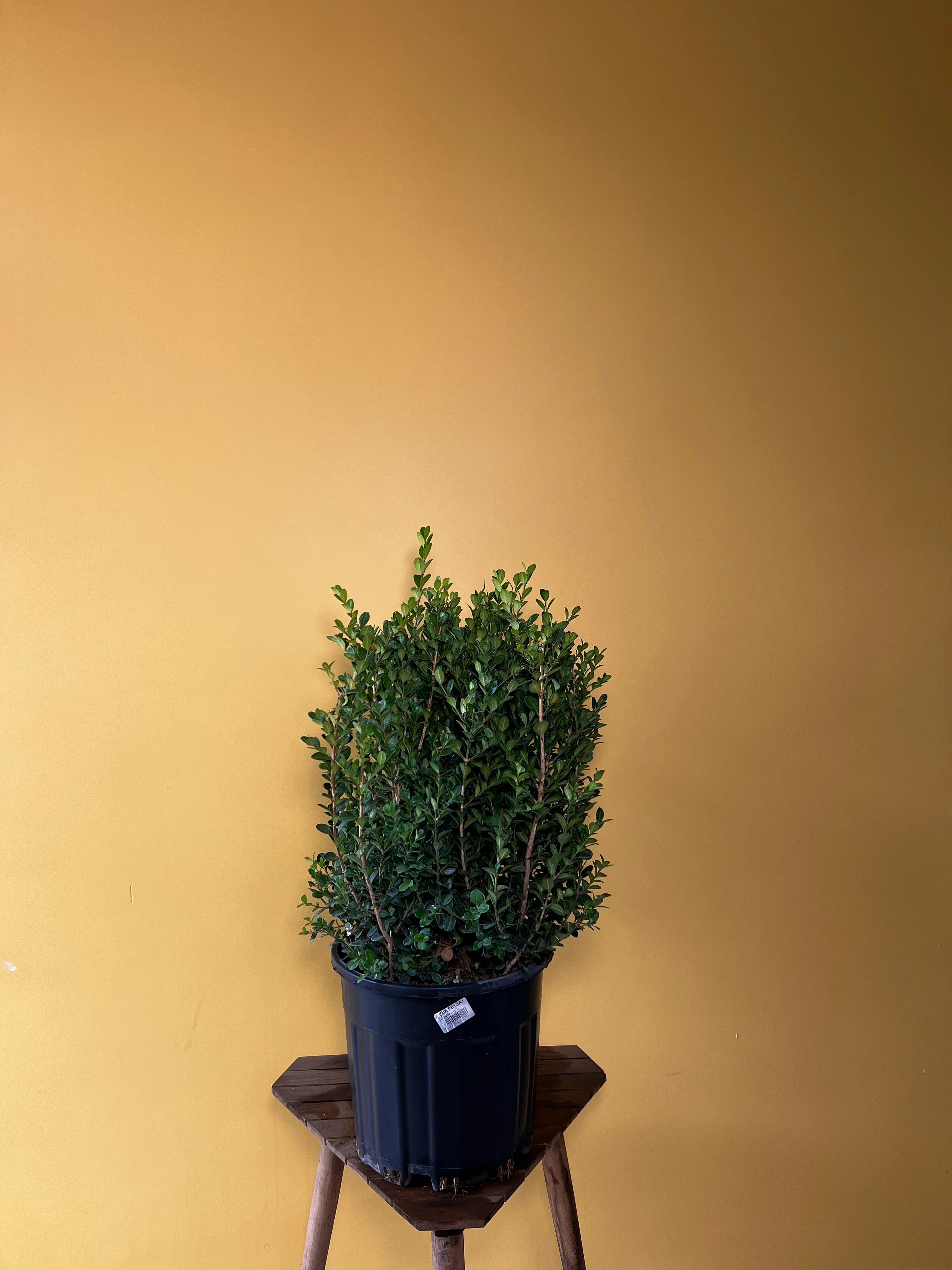 Dev Şimşir (Buxus sempervirens)