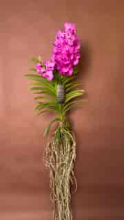 Vanda