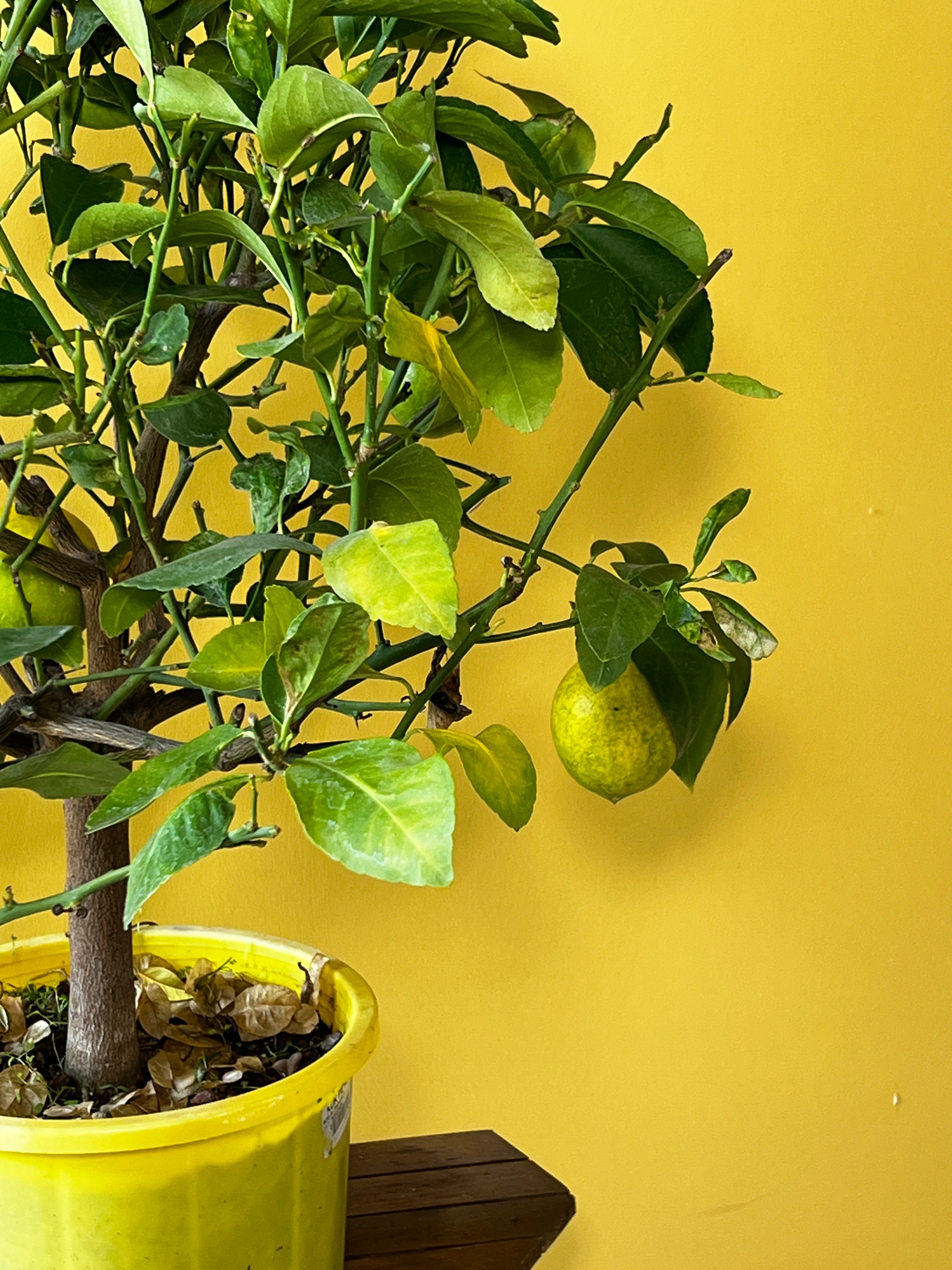 Orta Boy Limon Ağacı (Citrus limon)