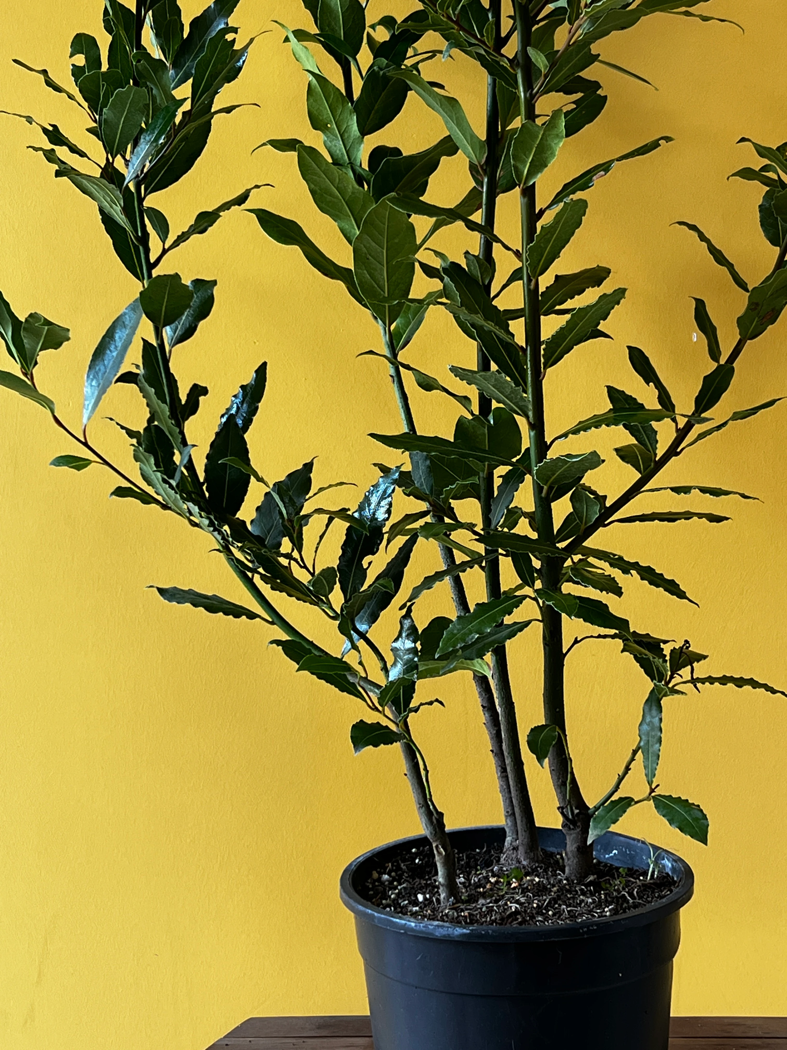 Büyük Boy Defne (Laurus nobilis)