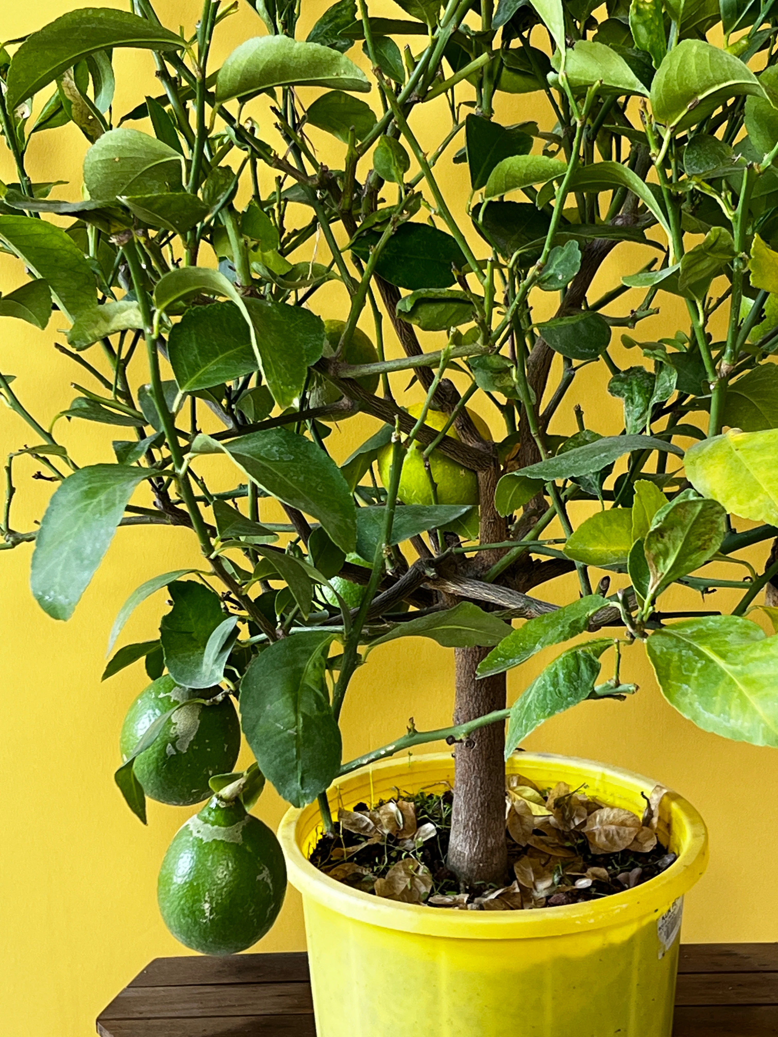 Orta Boy Limon Ağacı (Citrus limon)